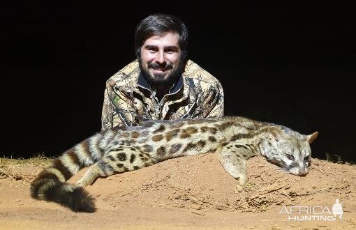 Genet Cat Hunting Sunset Safaris