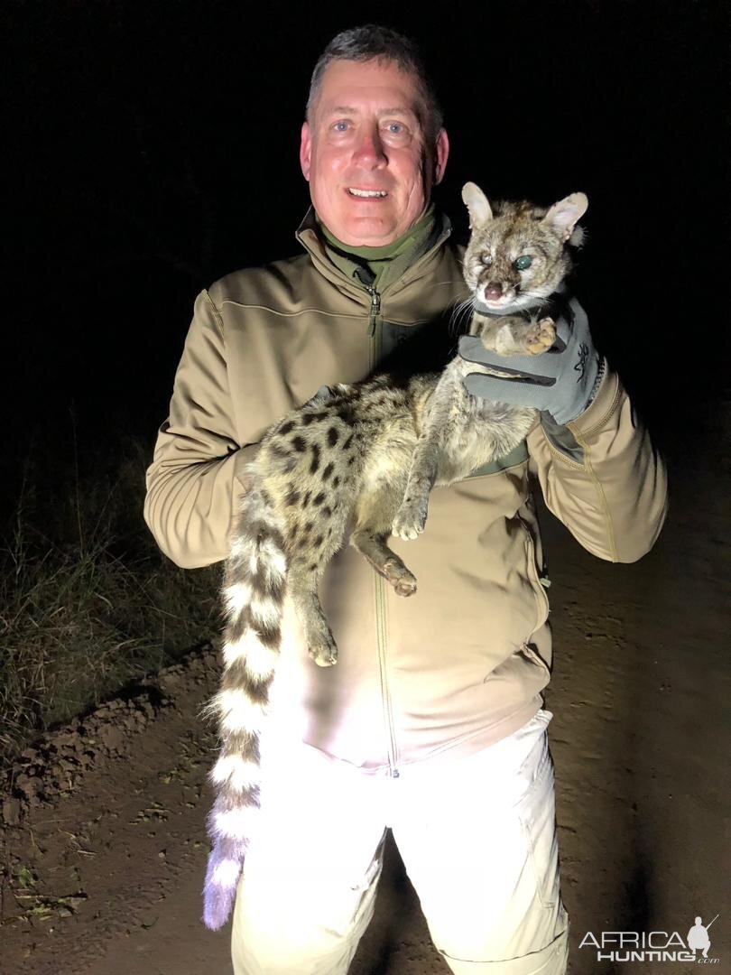 Genet Cat Hunting Zimbabwe