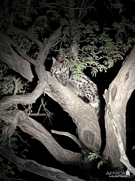 Genet Cat Namibia