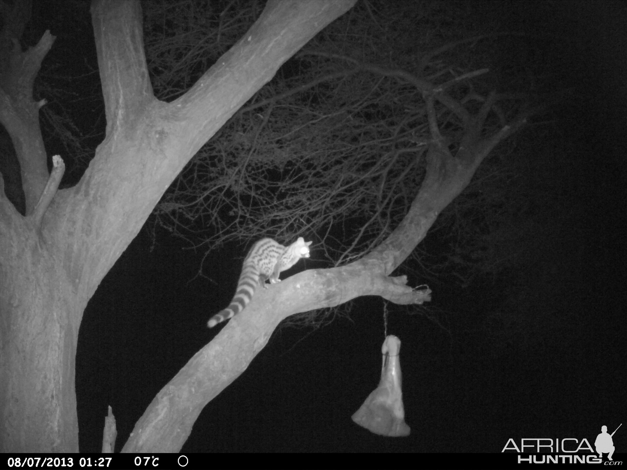 Genet Cat Trail Camera