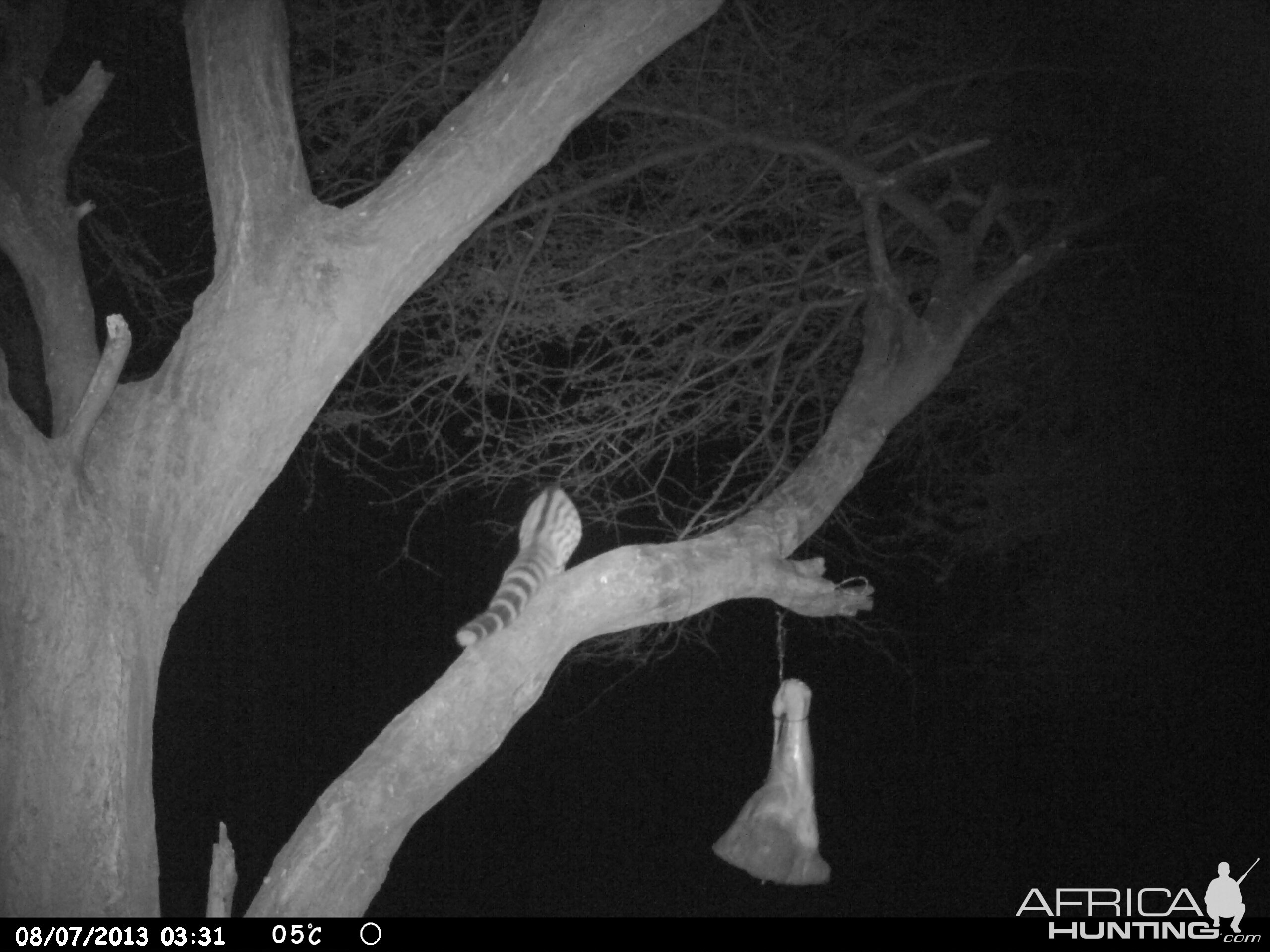 Genet Cat Trail Camera