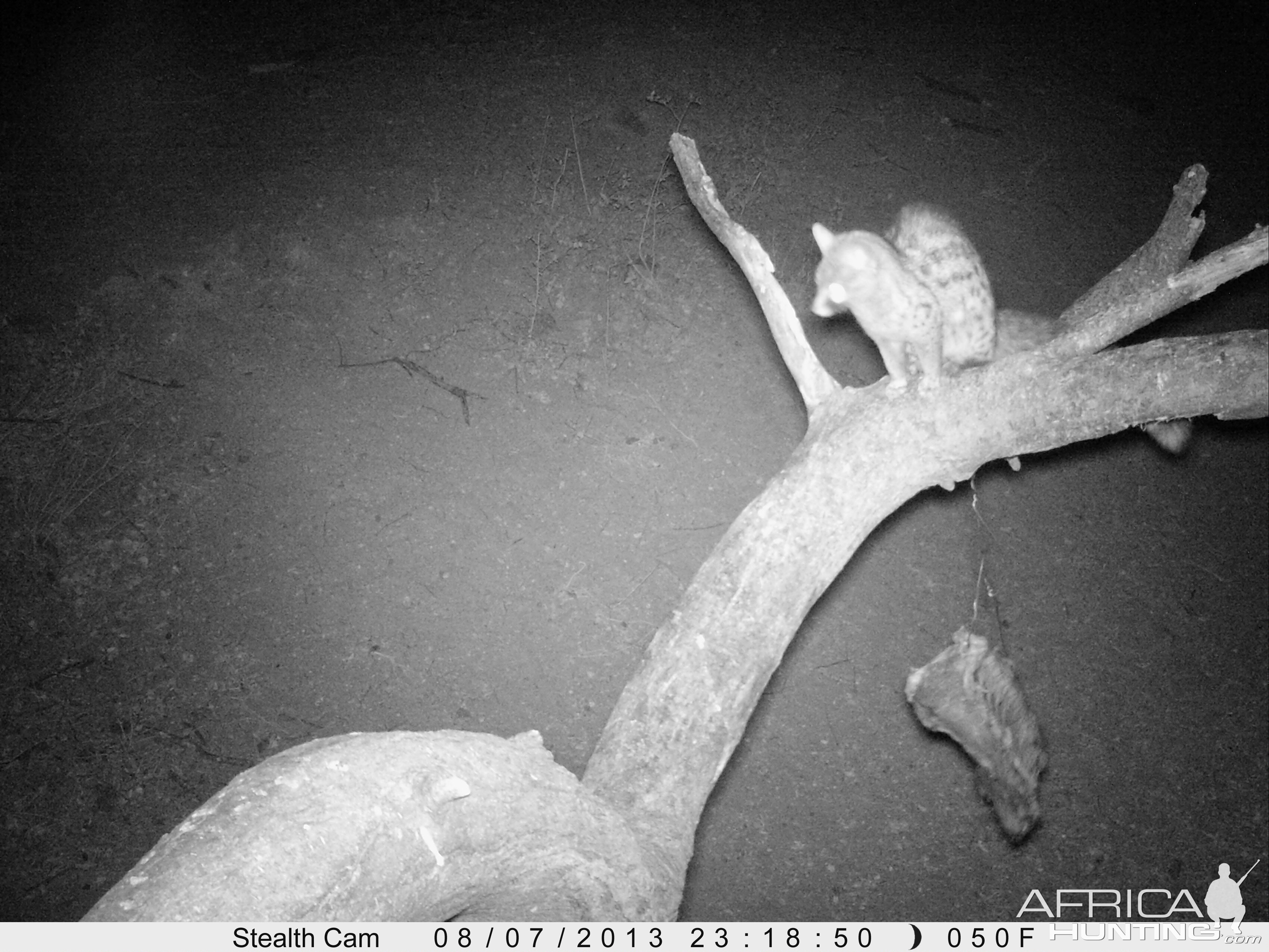 Genet Cat Trail Camera