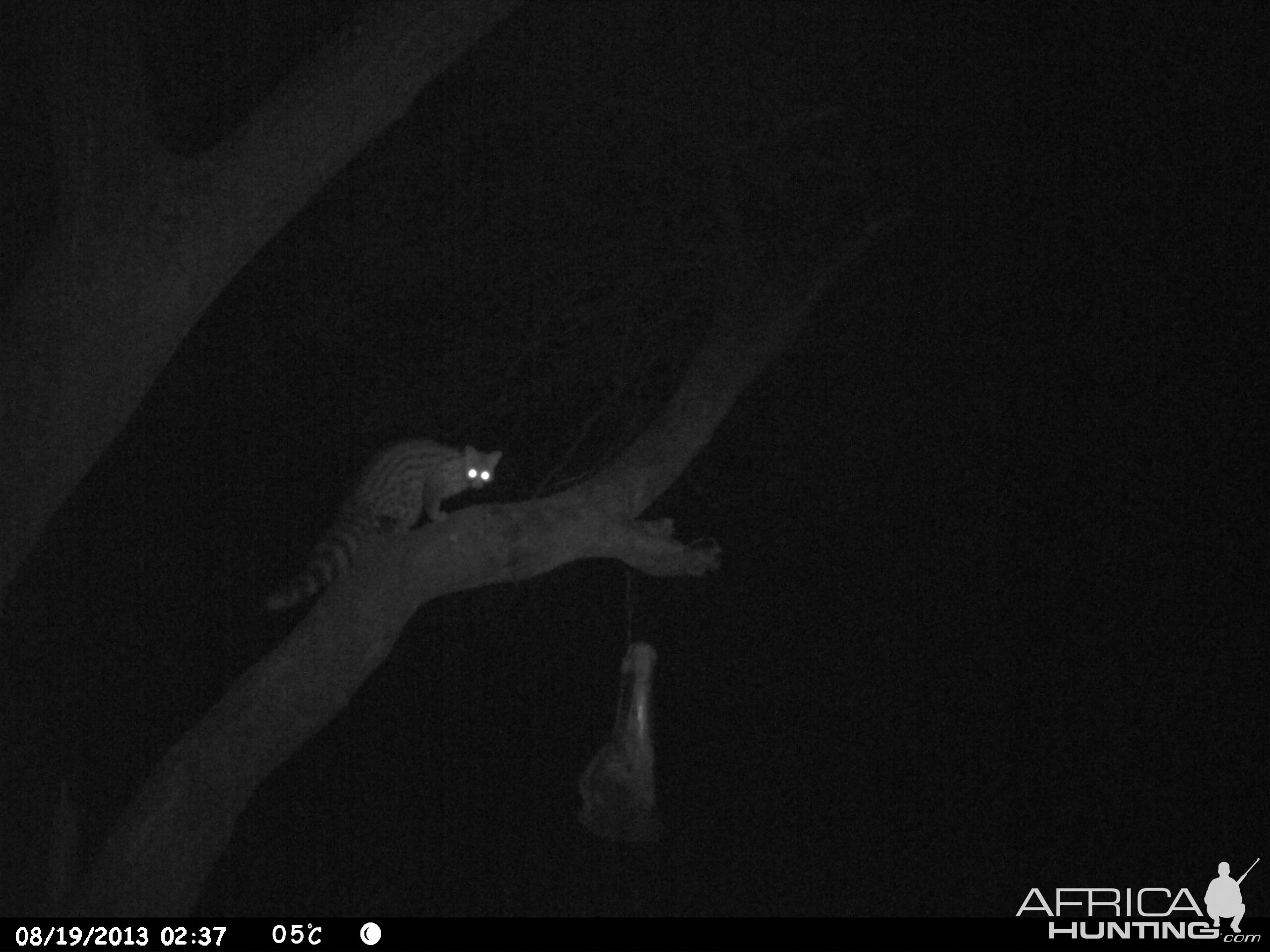 Genet Cat Trail Camera