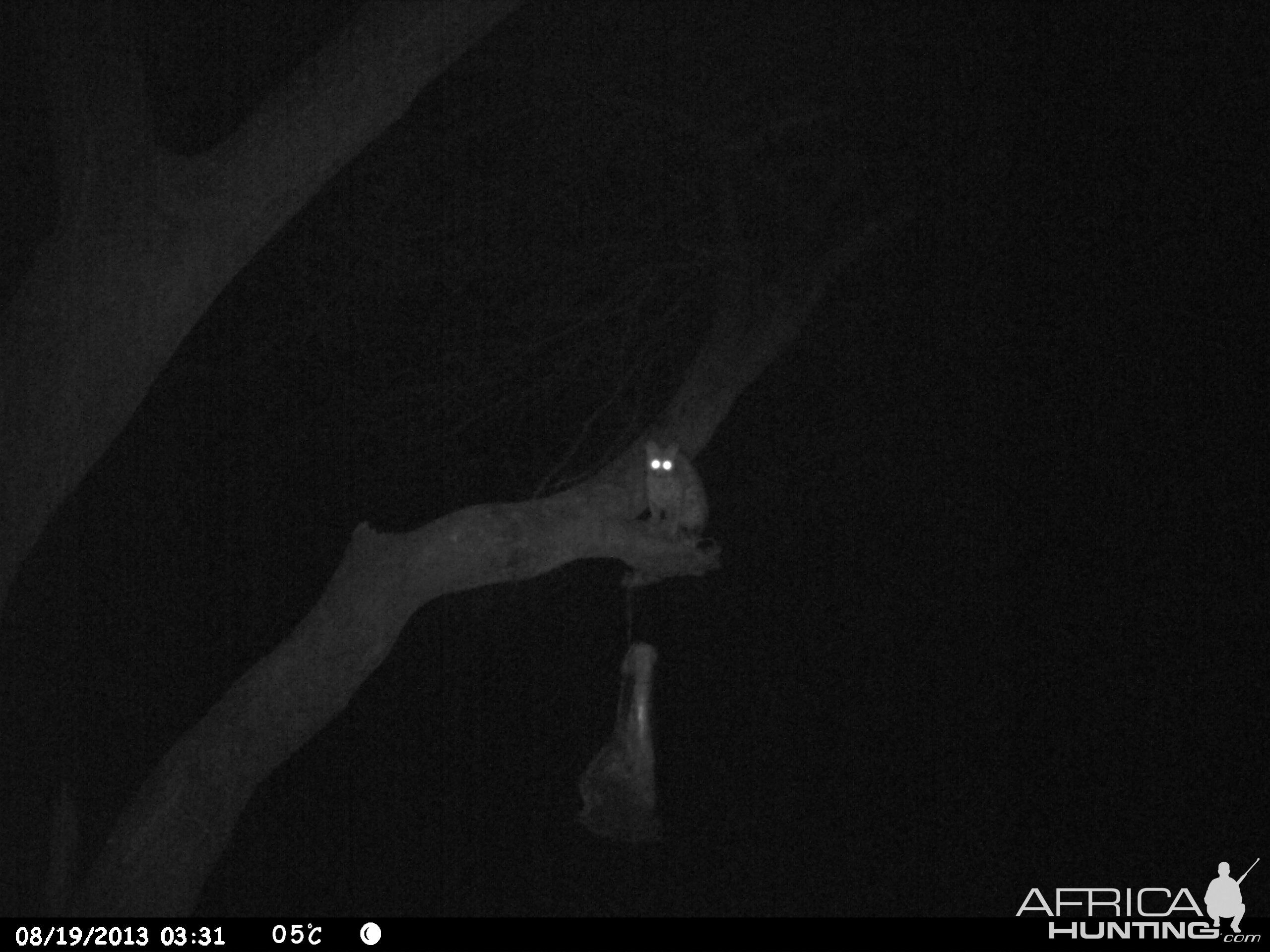 Genet Cat Trail Camera