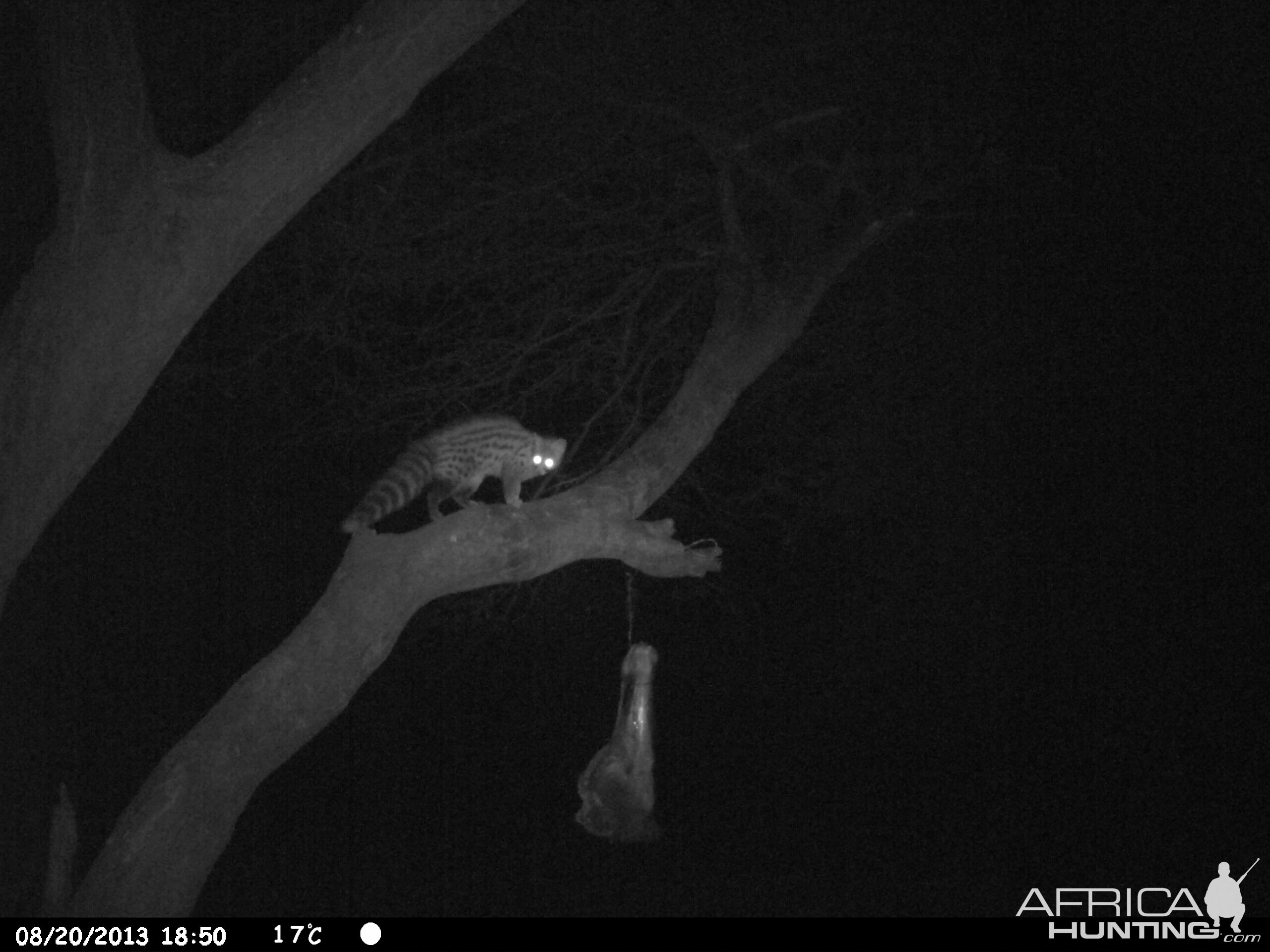 Genet Cat Trail Camera