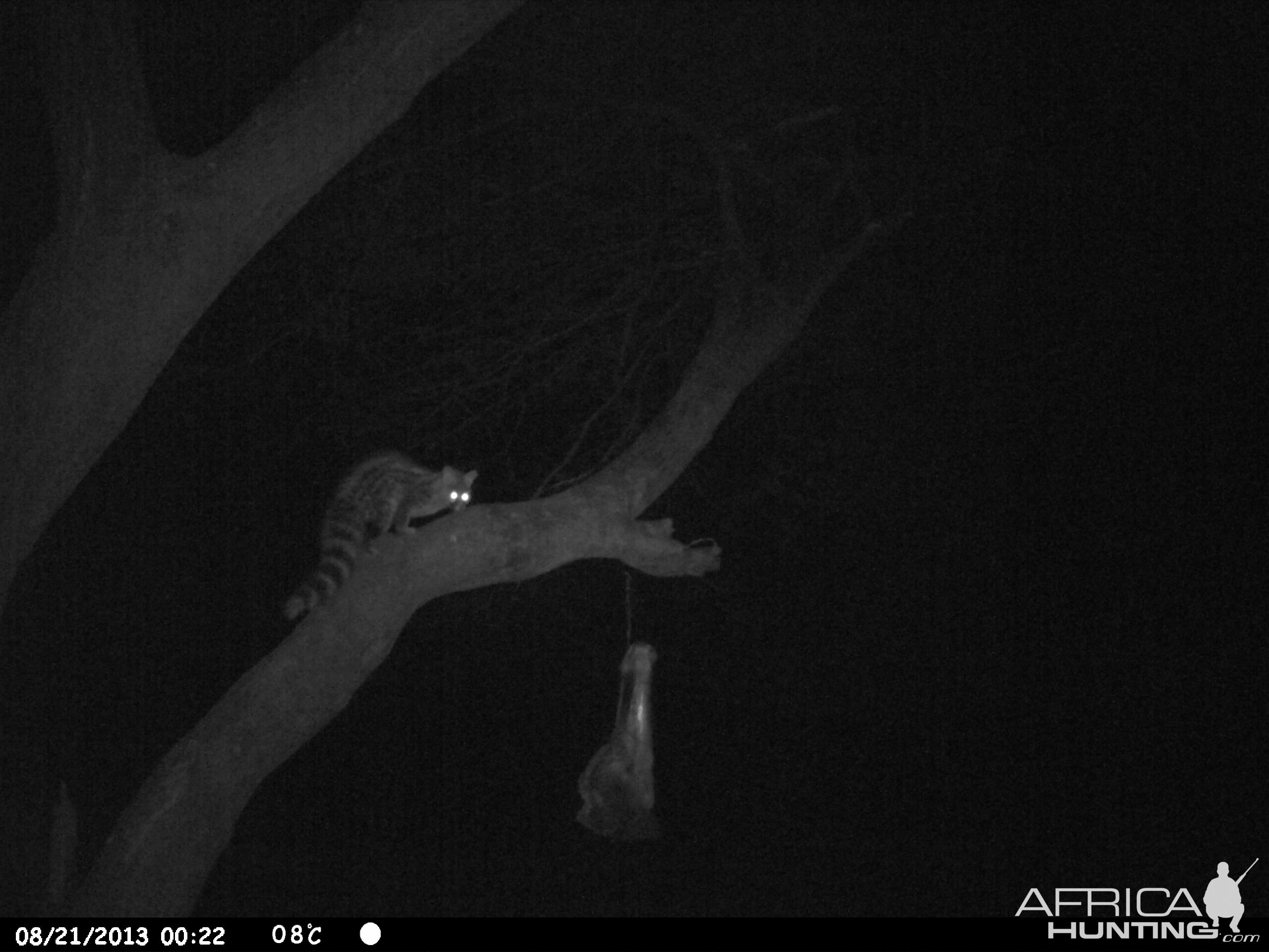 Genet Cat Trail Camera