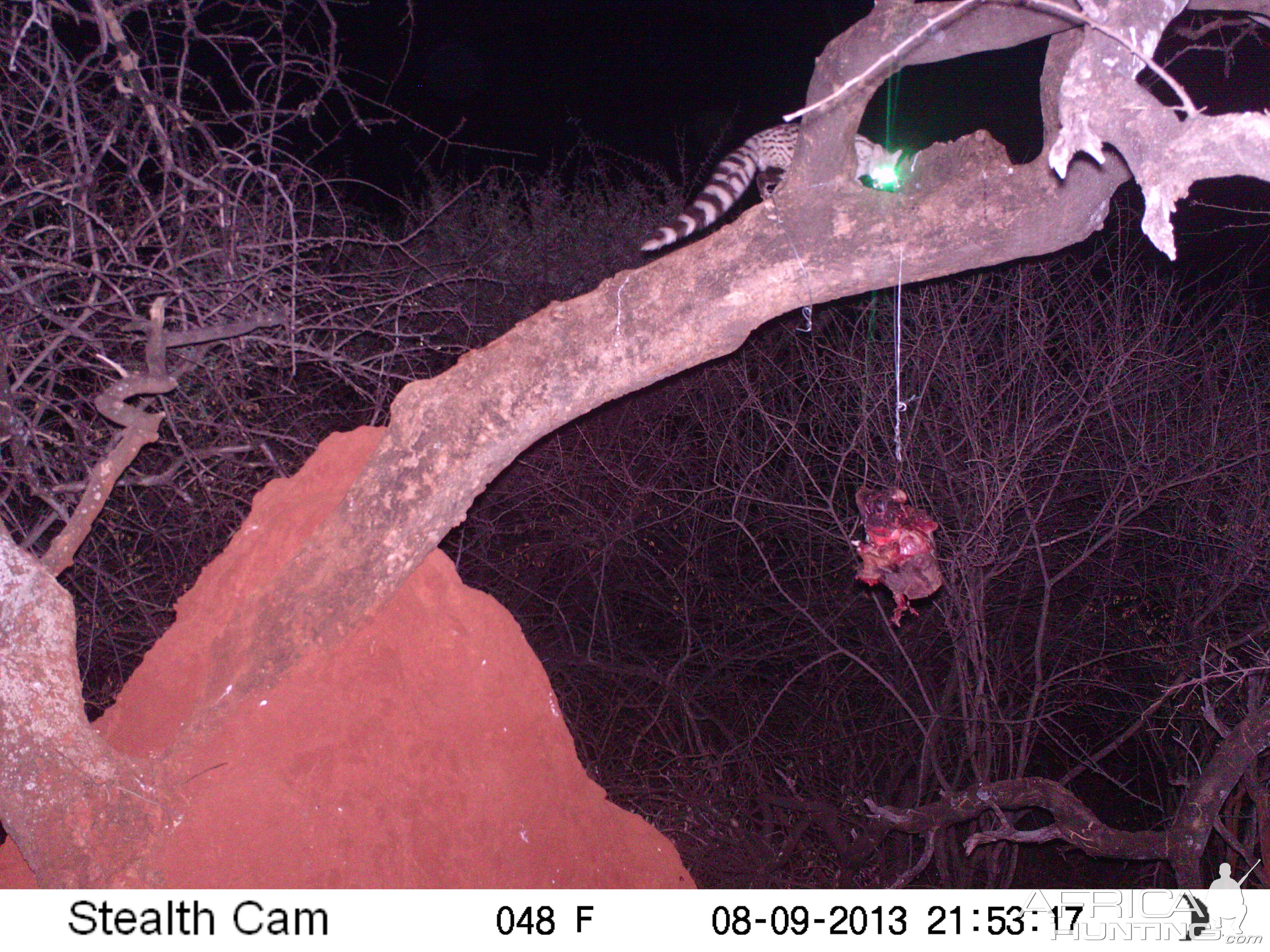 Genet Cat Trail Camera