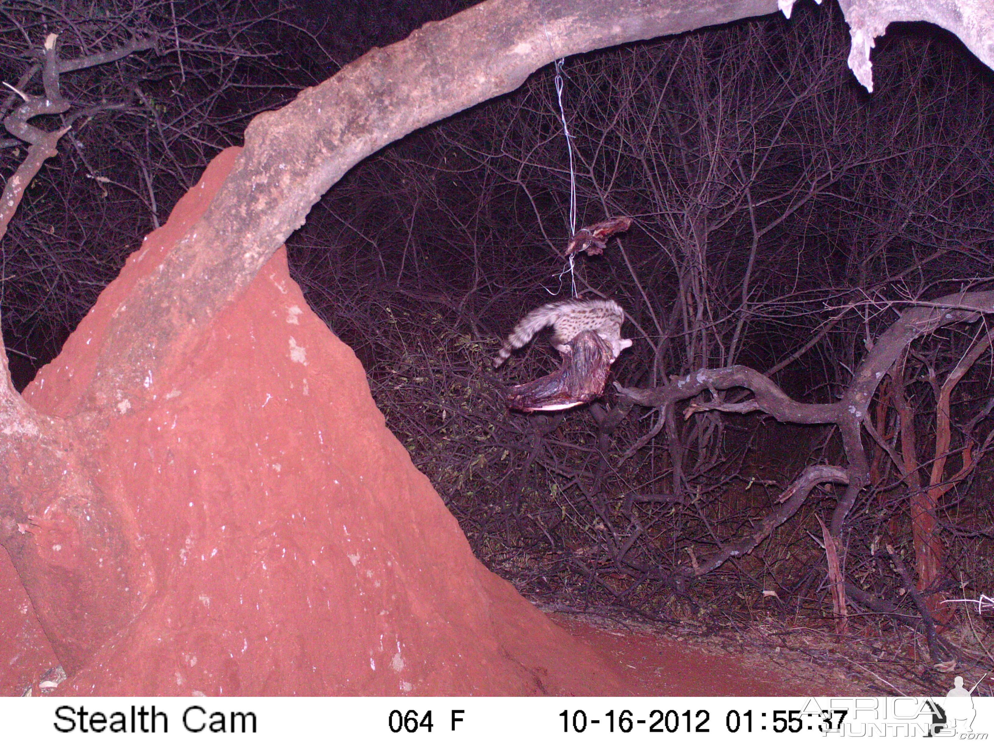 Genet Cat