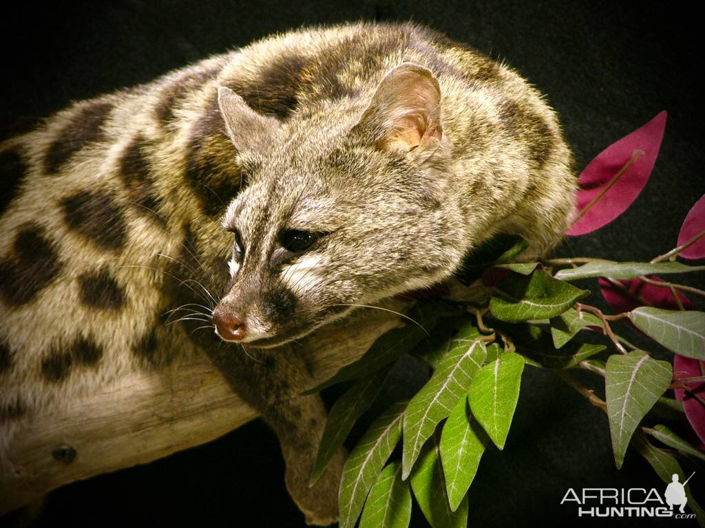 Genet Full Mount Taxidermy