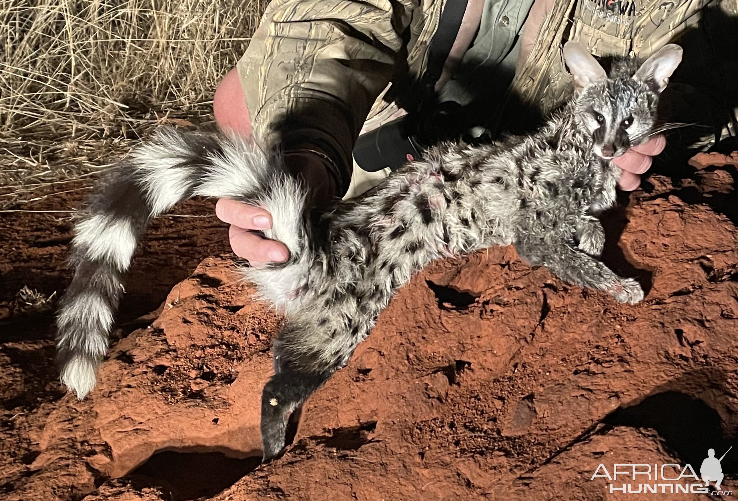 Genet Hunt Limpopo South Africa