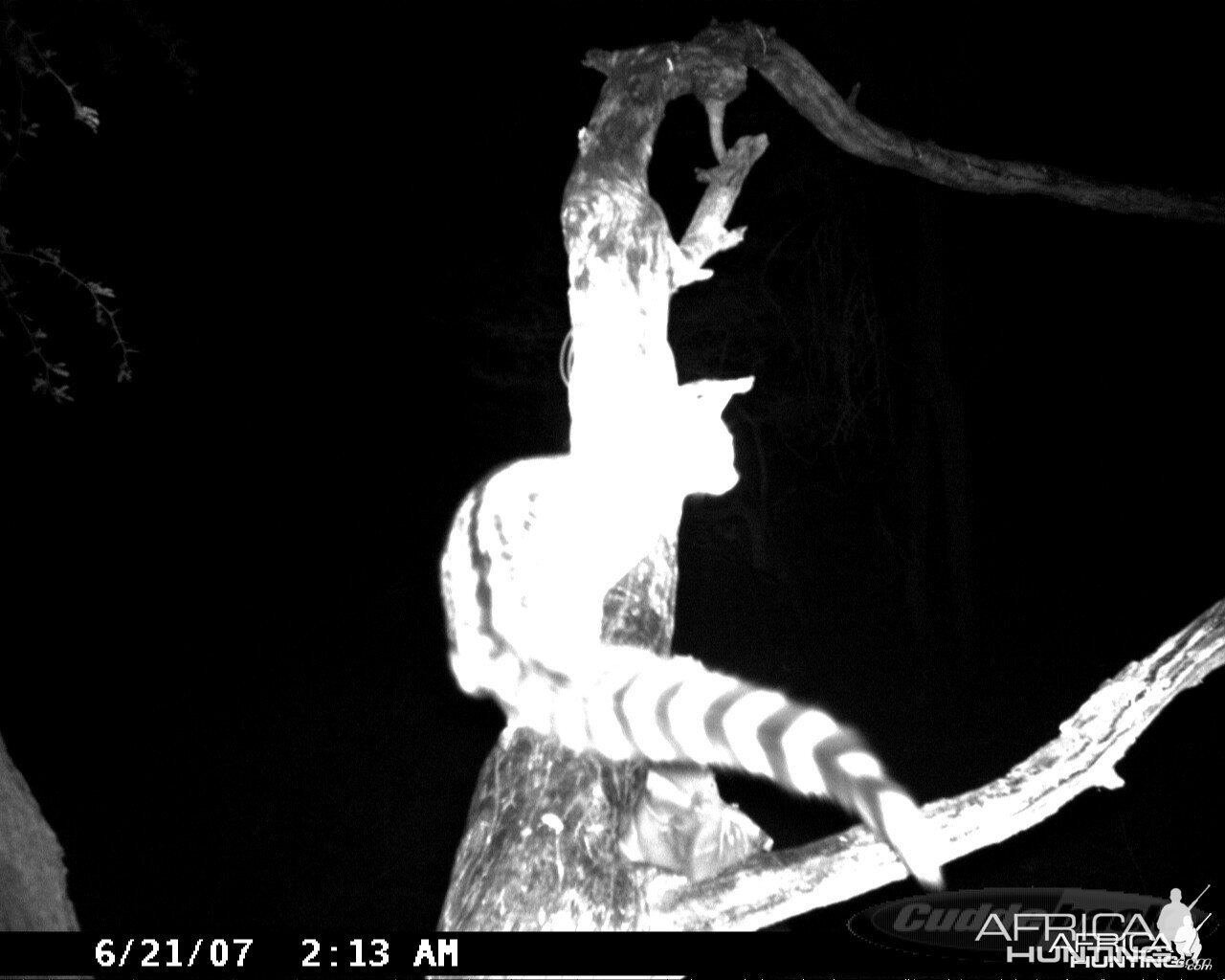 Genet on Leopard Bait at Ozondjahe Safaris Namibia