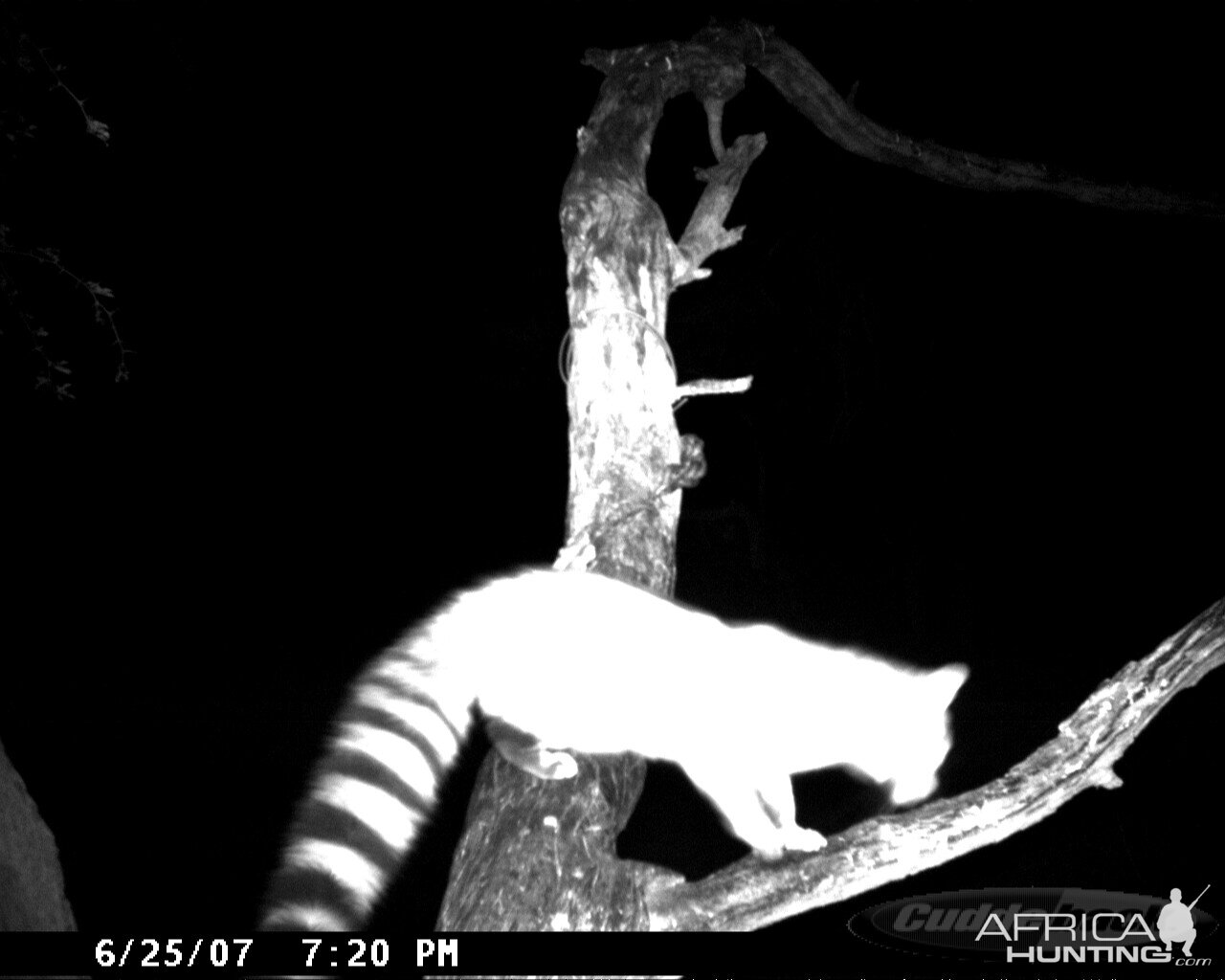 Genet on Leopard Bait at Ozondjahe Safaris Namibia