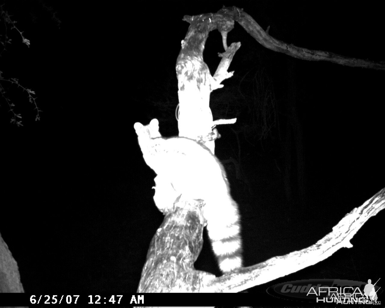 Genet on Leopard Bait at Ozondjahe Safaris Namibia