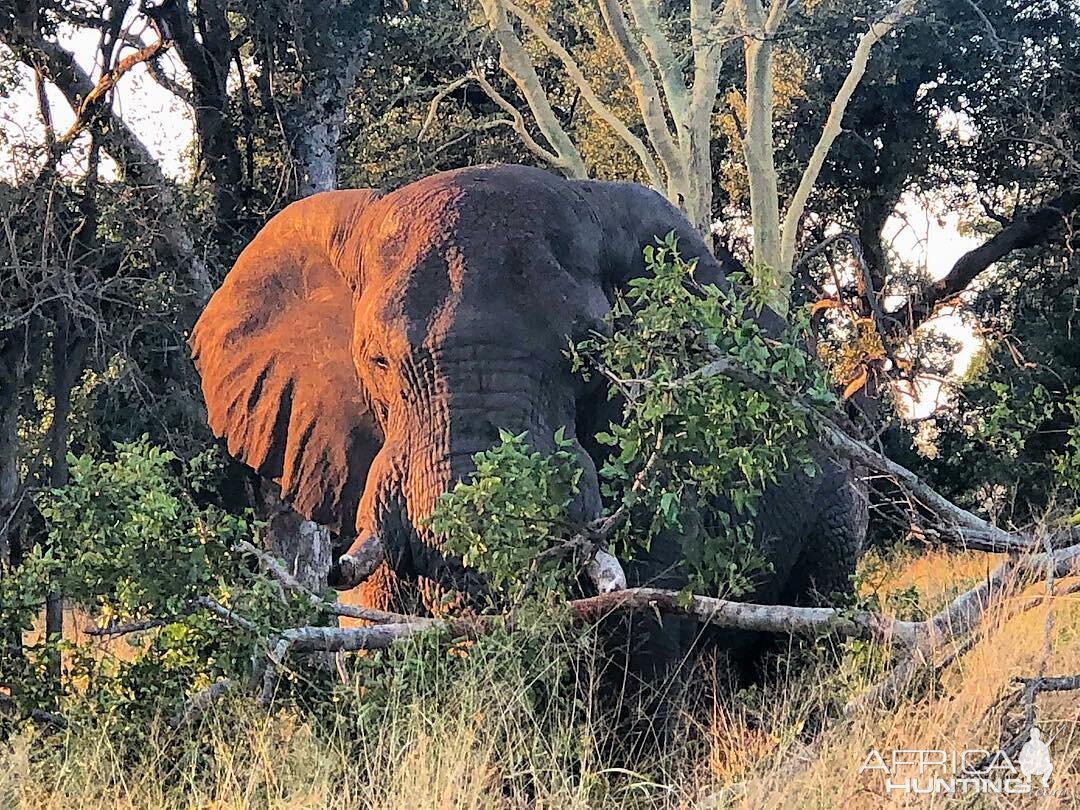 Gentle giant... catching the morning sun rays and destroying trees