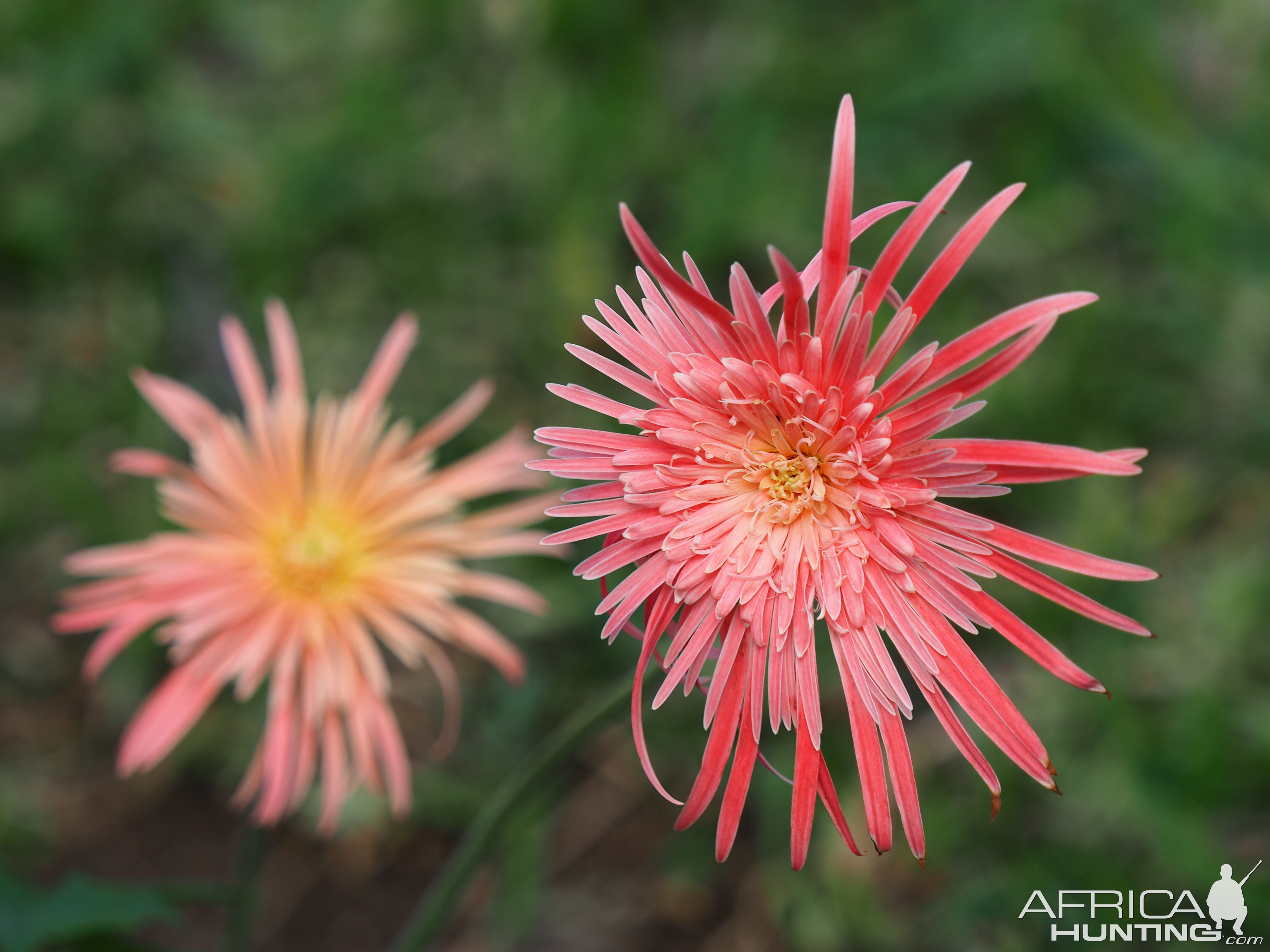 Gerbera Zimbabwe