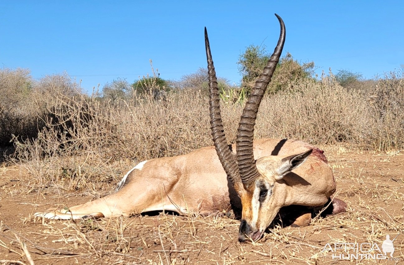 Gerenuk Hunt Tanzania