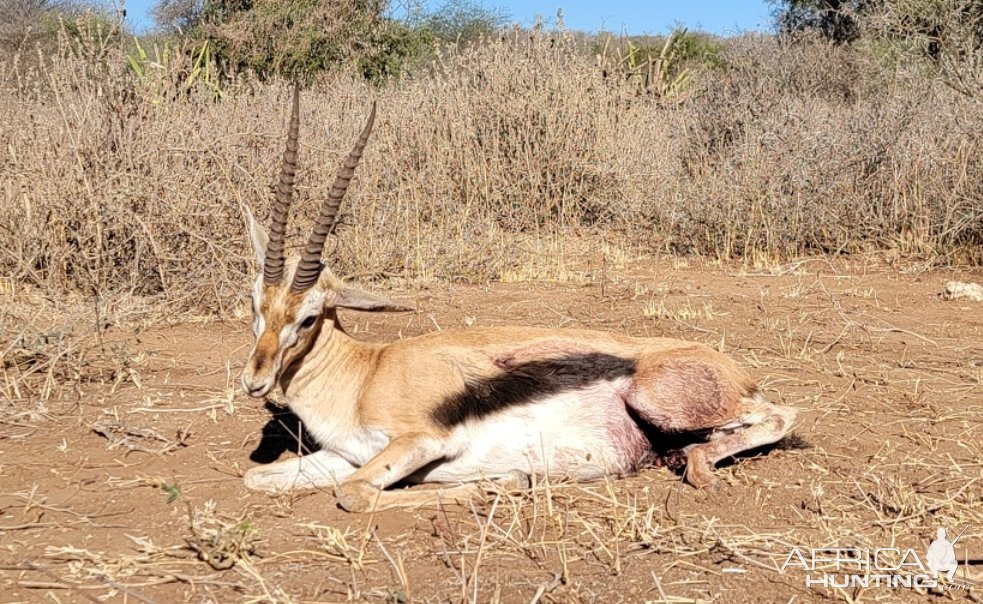 Gerenuk Hunt Tanzania