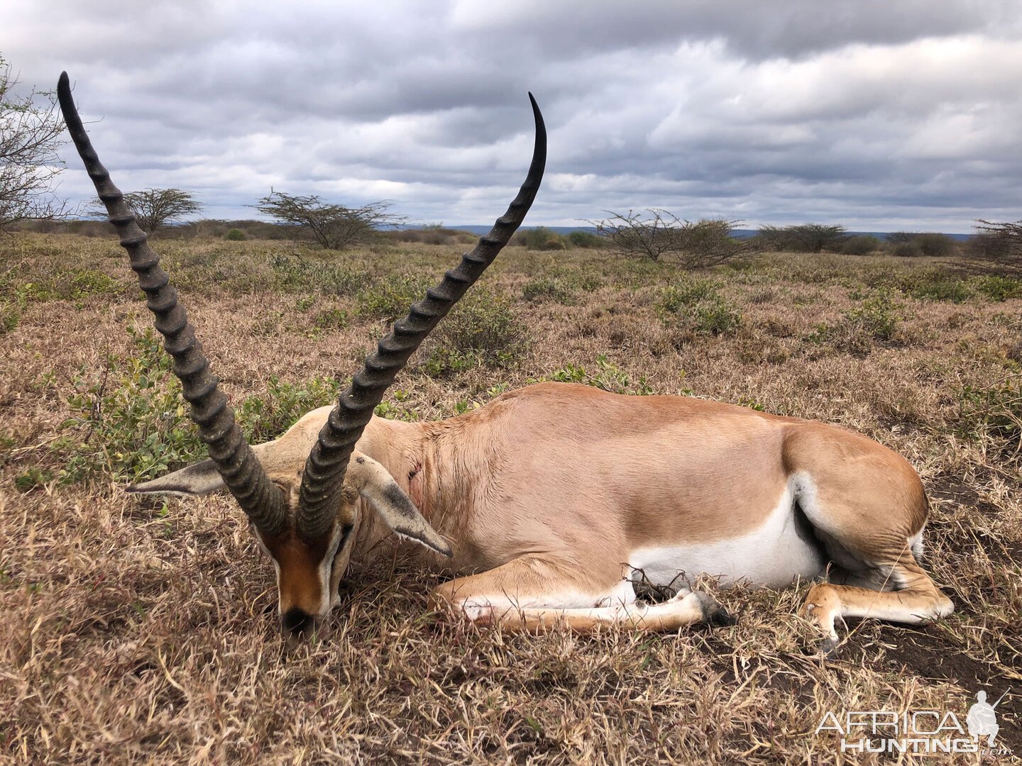 Gerenuk Hunting Tanzania