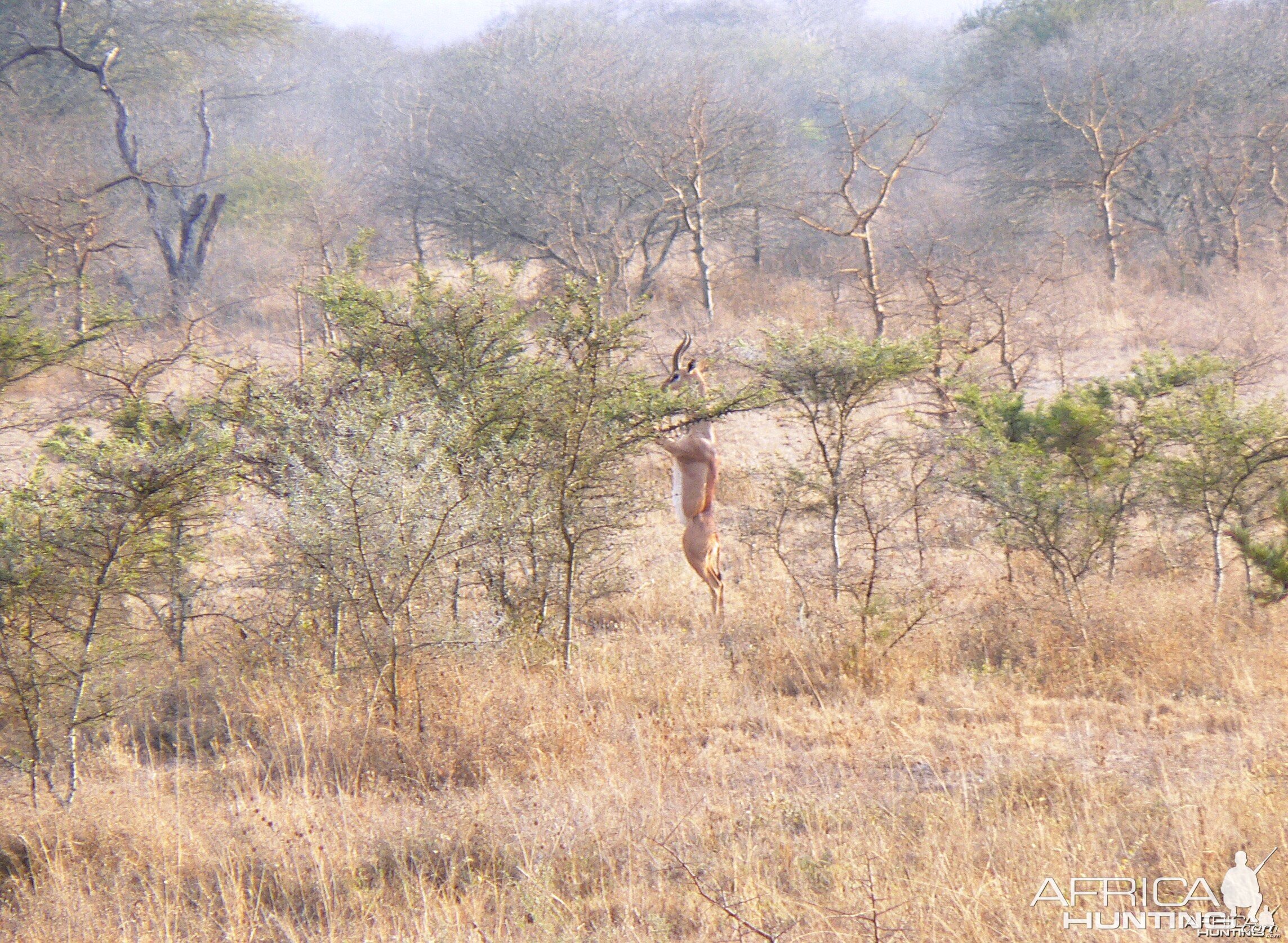 Gerenuk