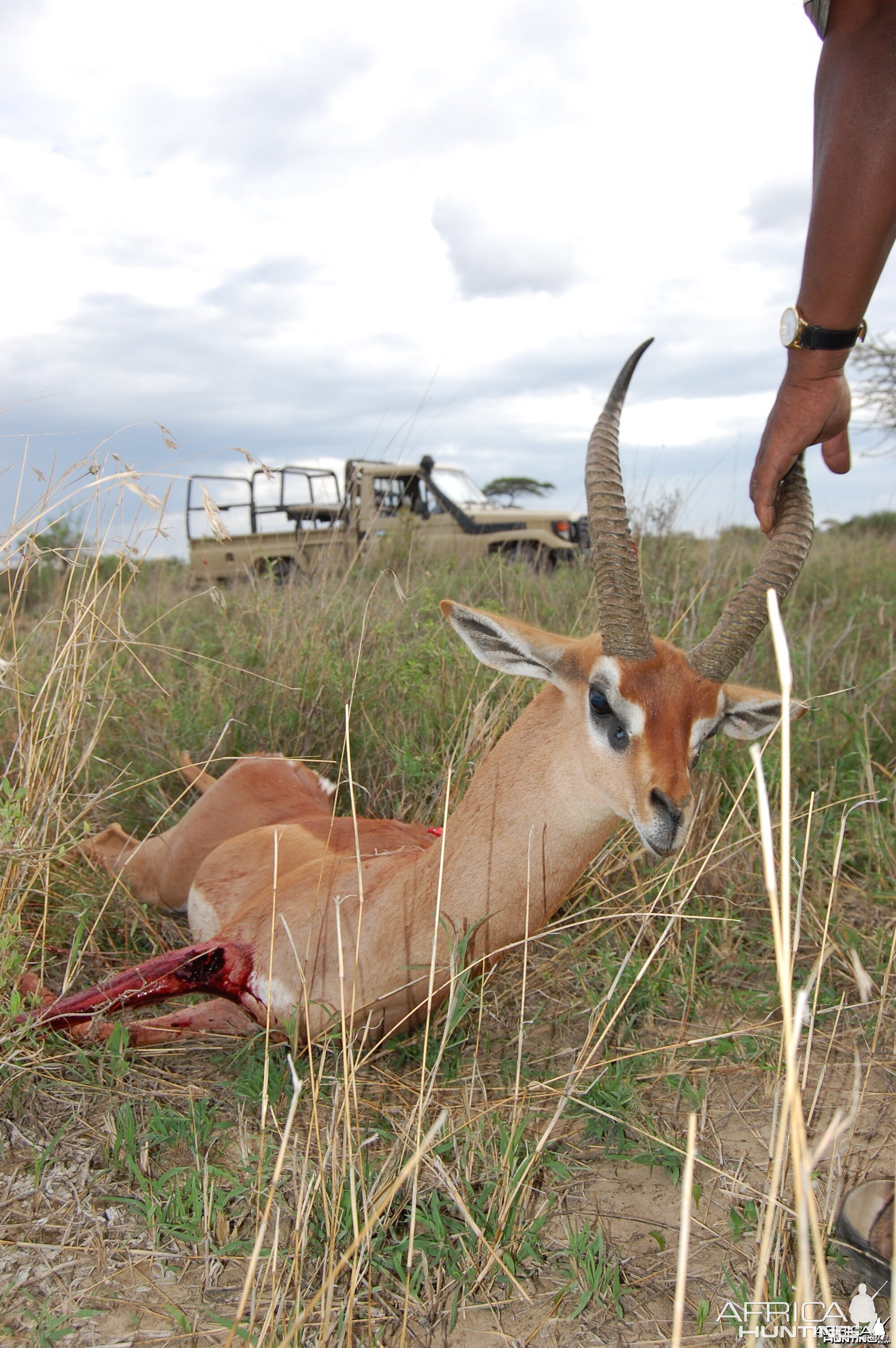 Gerenuk