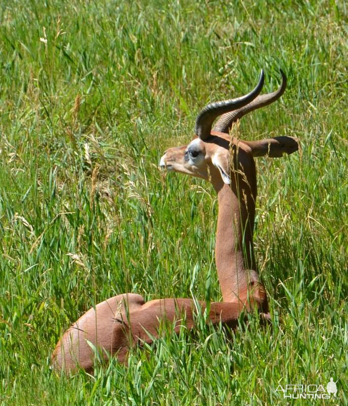 Gerenuk