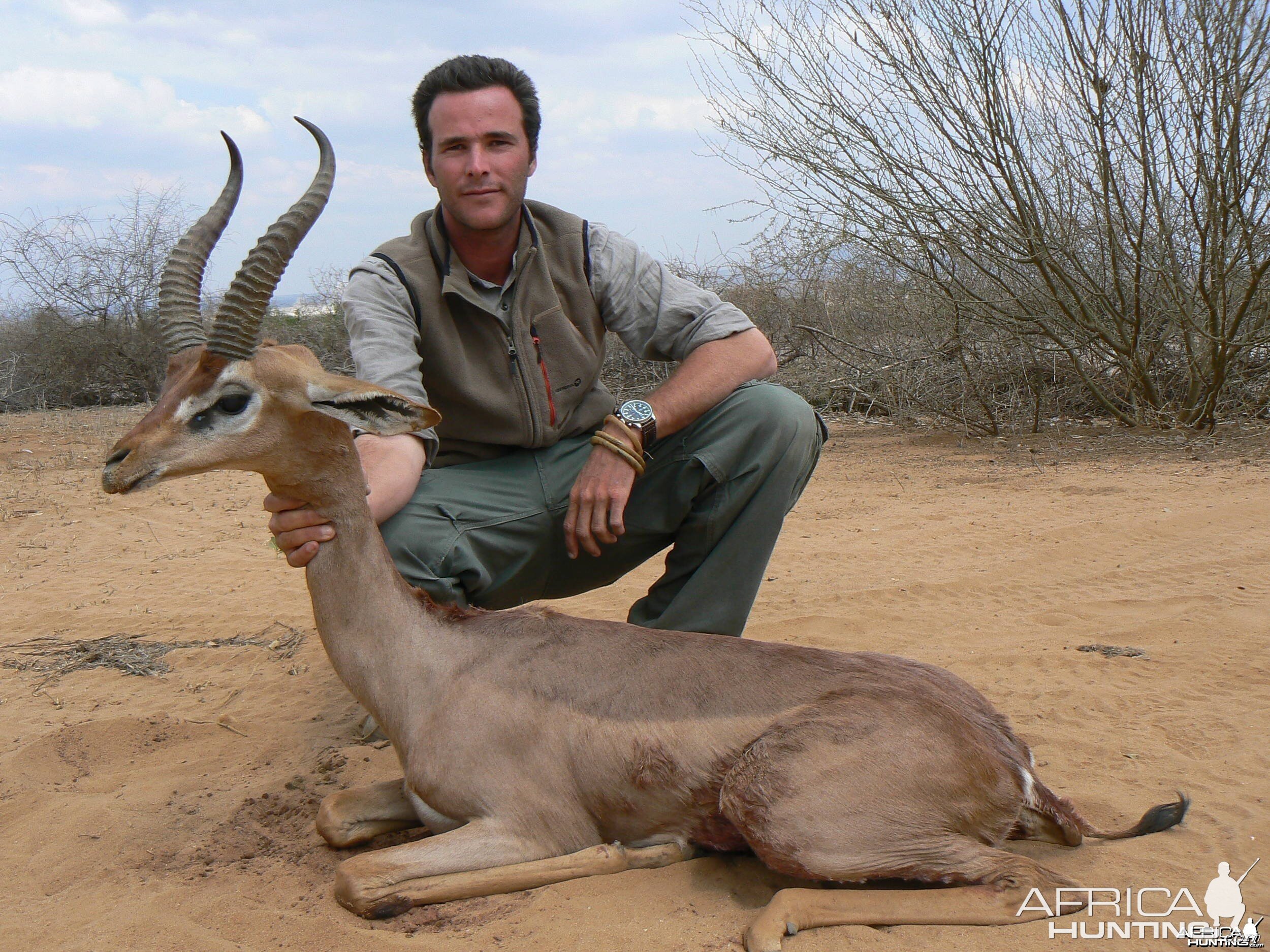 Gerenuk