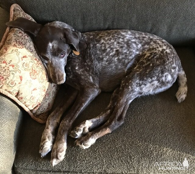 German Shorthaired Pointer Dog