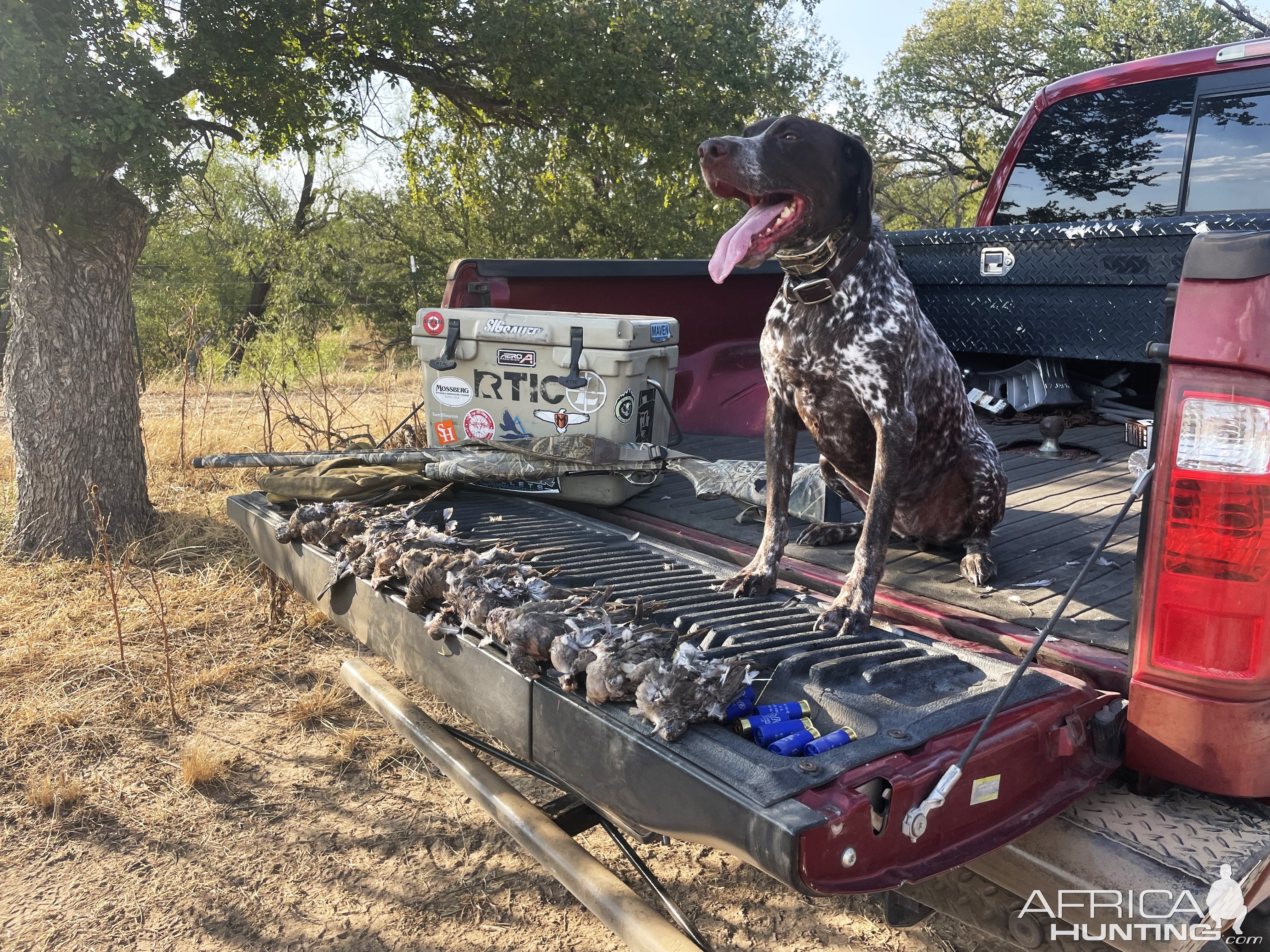 German Shorthaired Pointer Dog