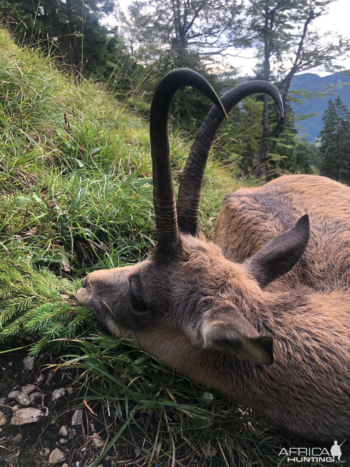 Germany Bavarian Alps Hunting Chamois