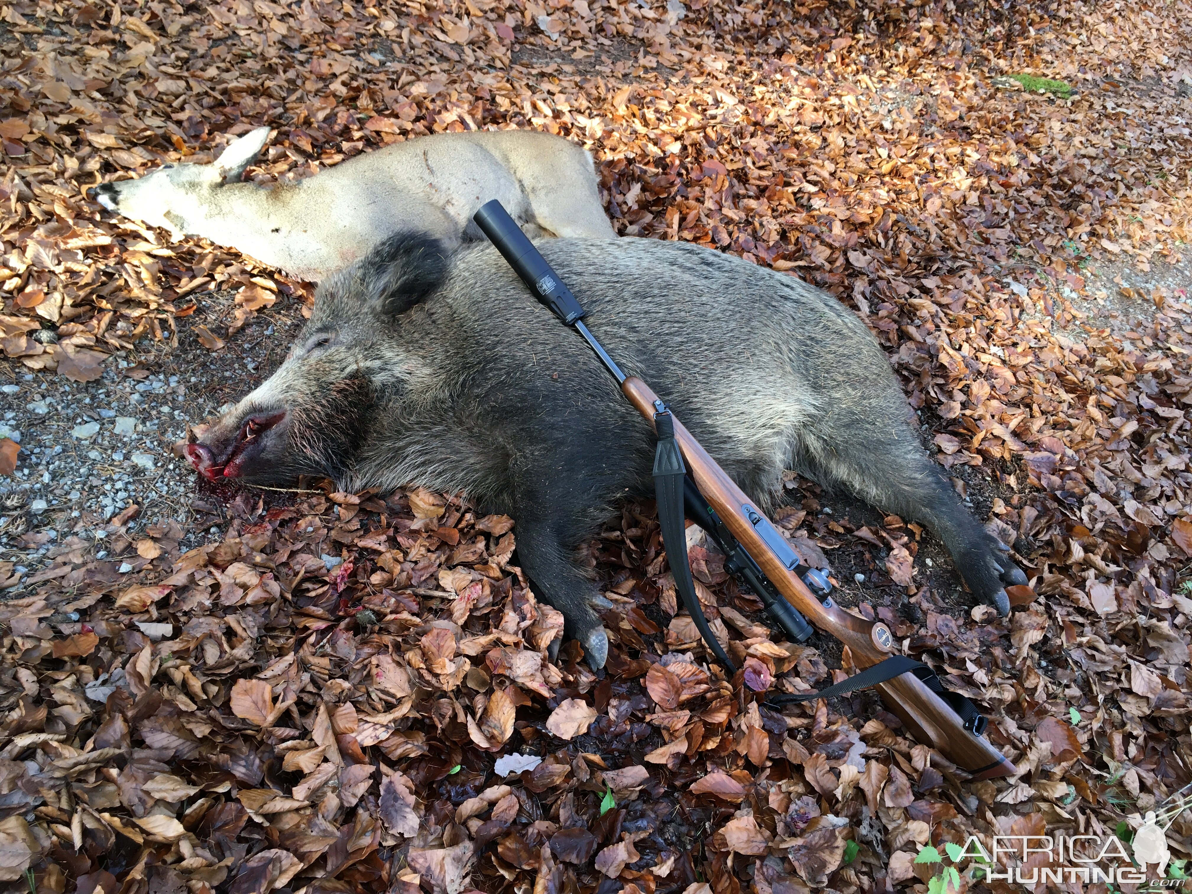 Germany Driven Hunt Deer & Boar