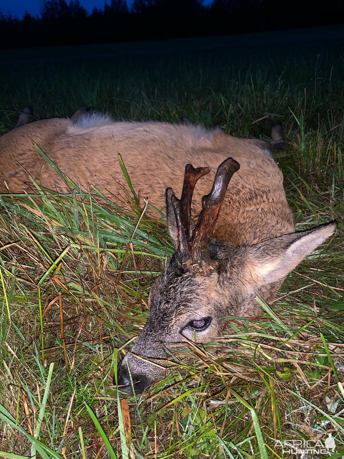 Germany Hunt Roe Buck