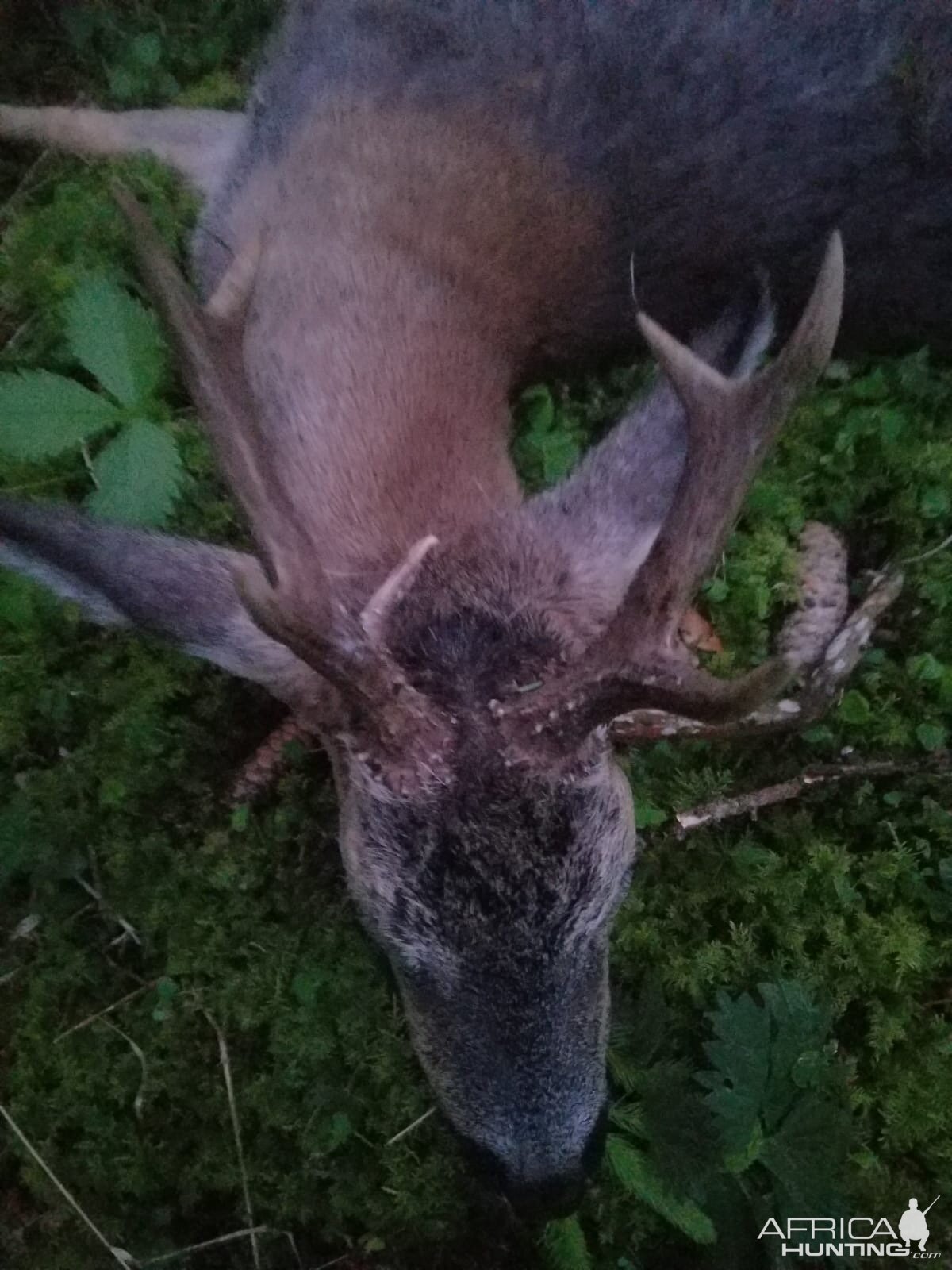 Germany Hunt Roe Deer