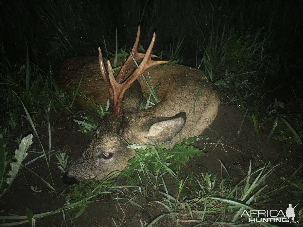 Germany Hunt Roebuck