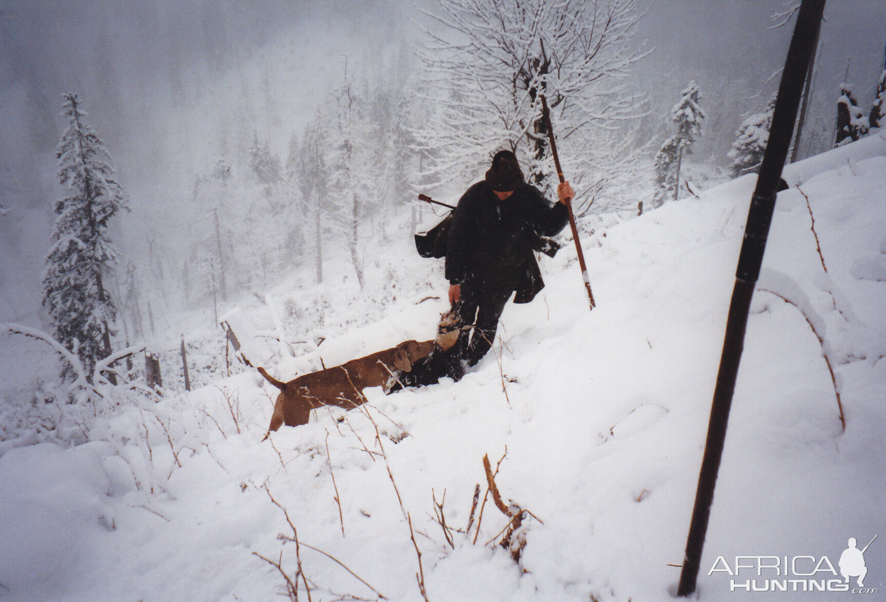 Germany Hunting Chamois