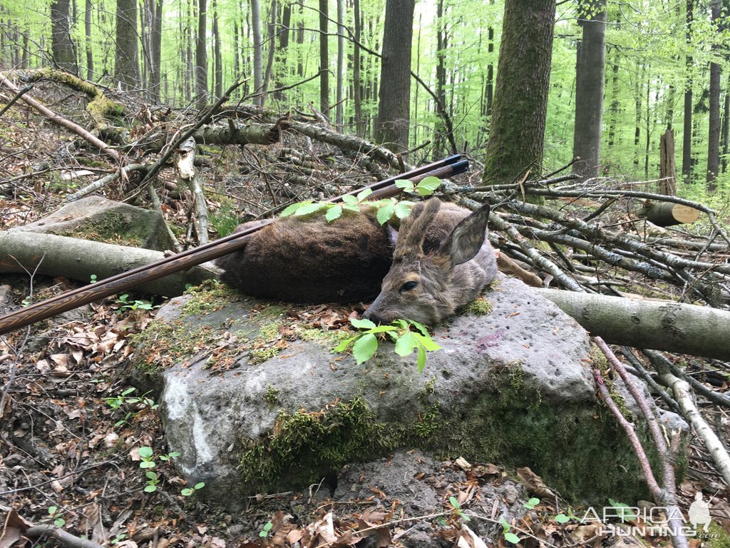 Germany Hunting Roe Buck