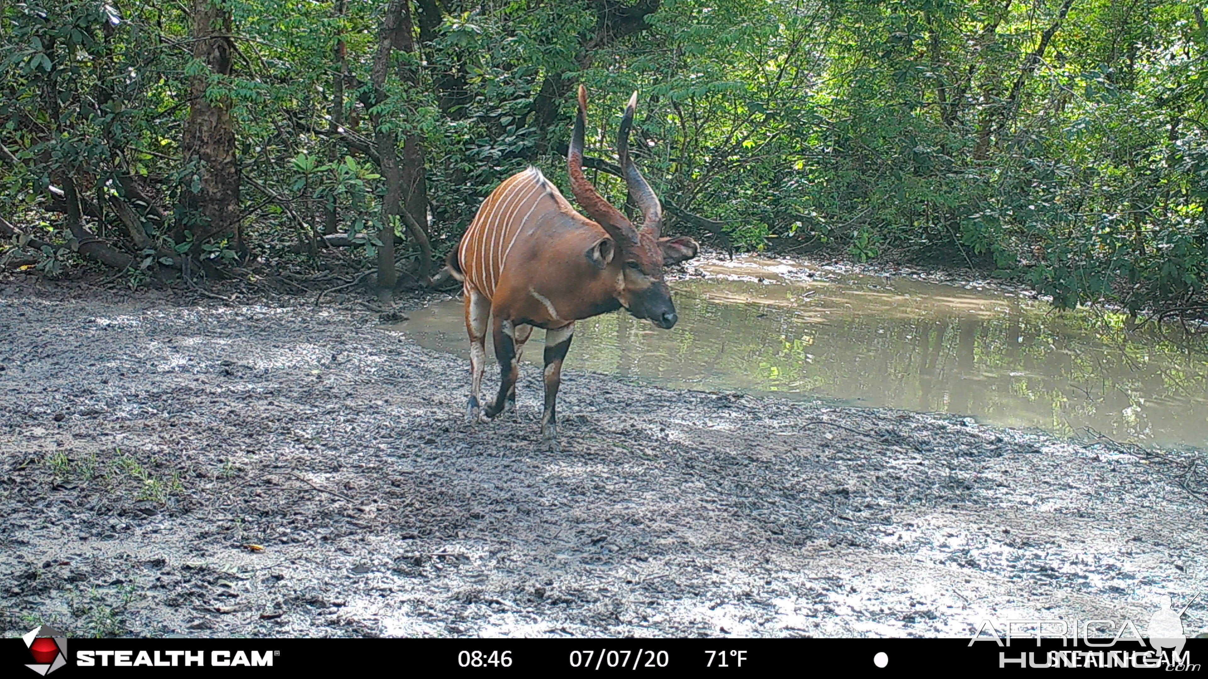 Giant Bongo