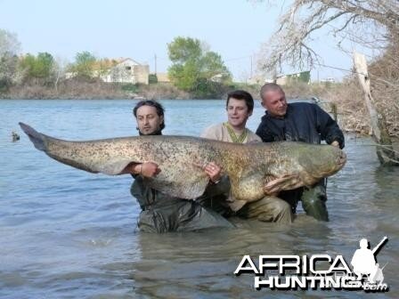 Giant catfish