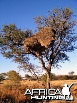 Giant Community Weaver Bird Nest in Namibia