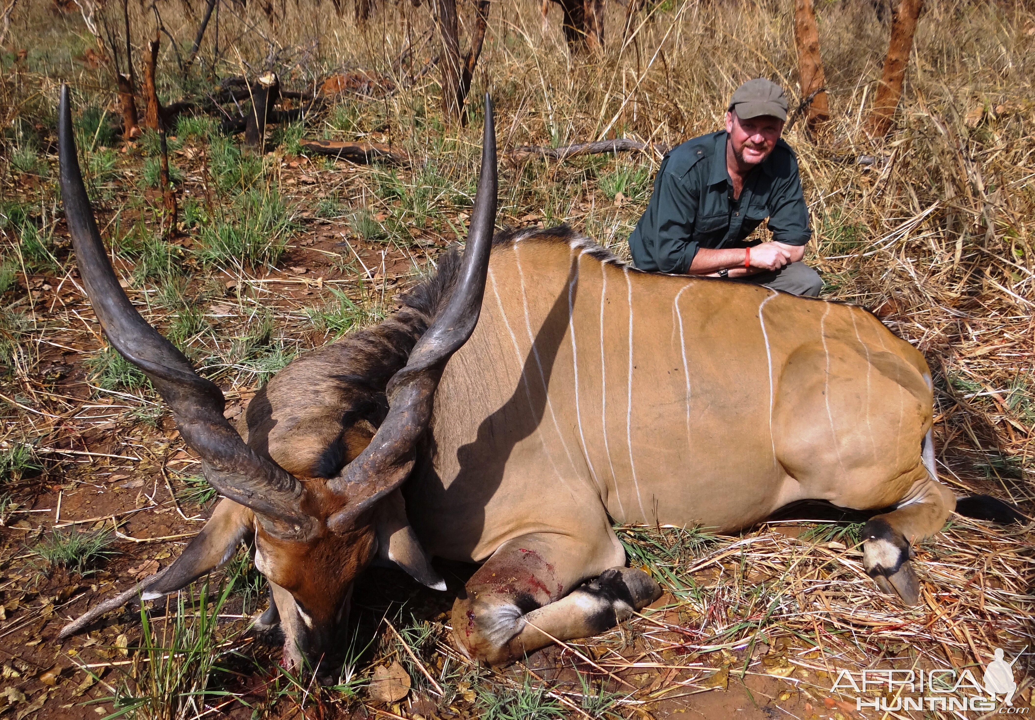 Giant Derby Eland hunted in CAR