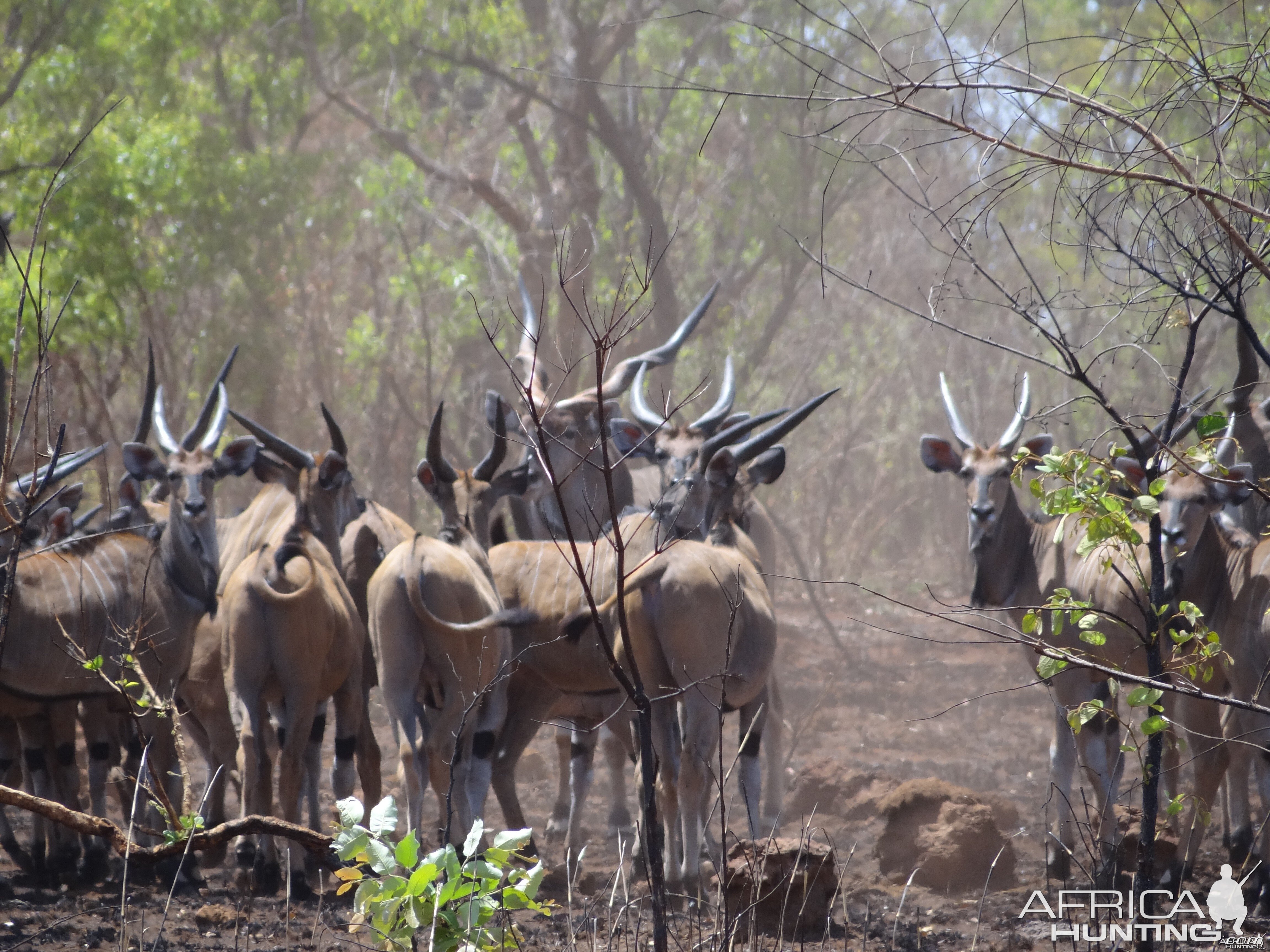 Giant Derby Eland in CAR