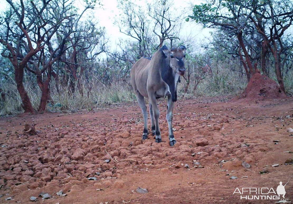 Giant Eland on Trail Camera