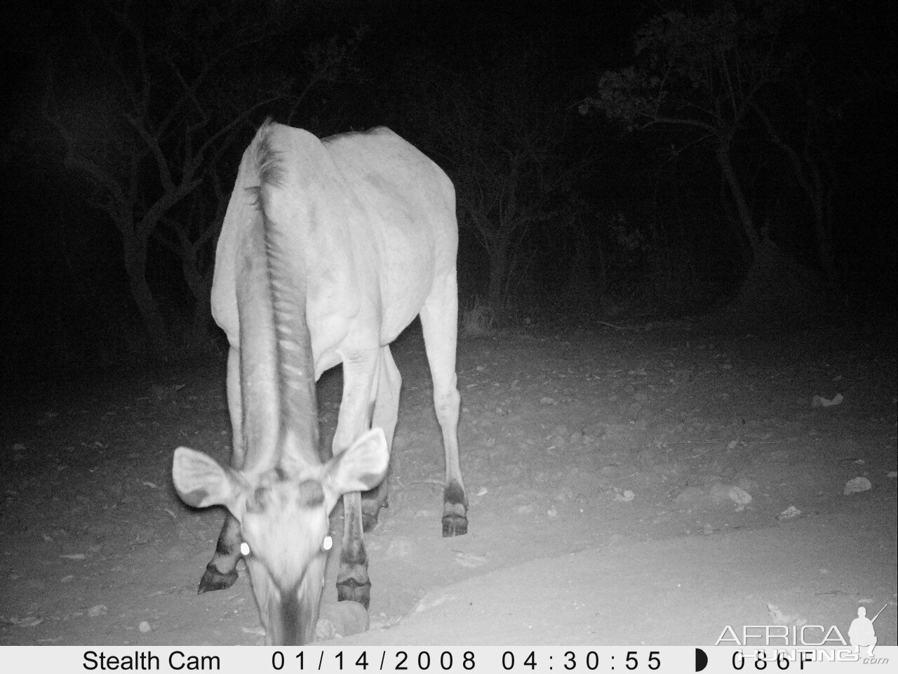 Giant Eland on Trail Camera