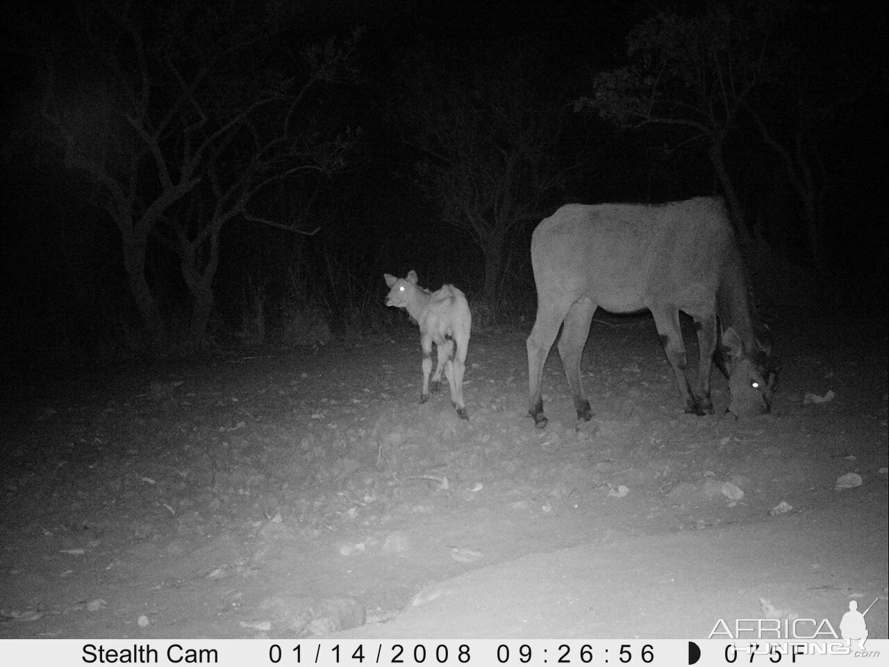 Giant Eland on Trail Camera