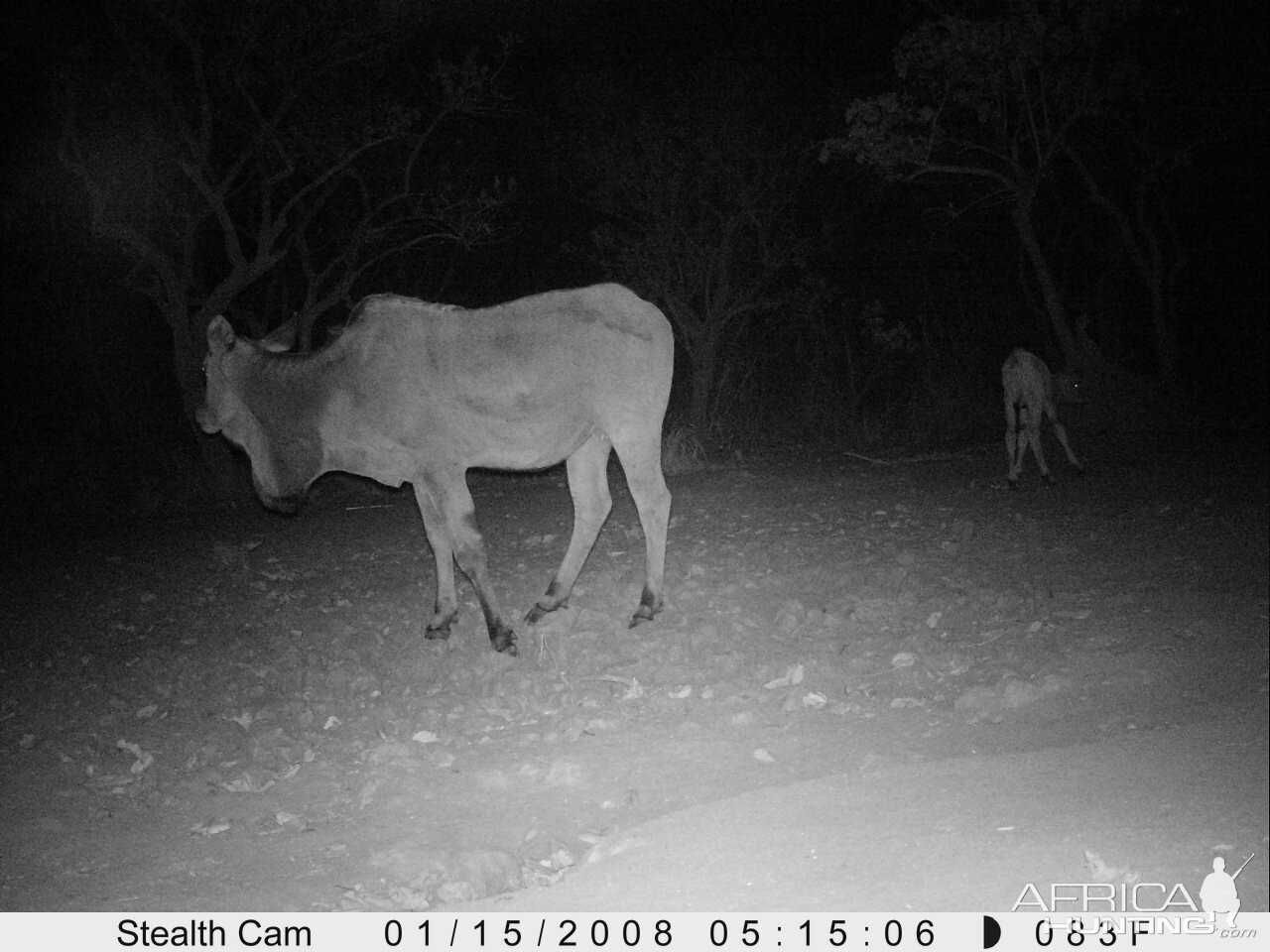 Giant Eland on Trail Camera