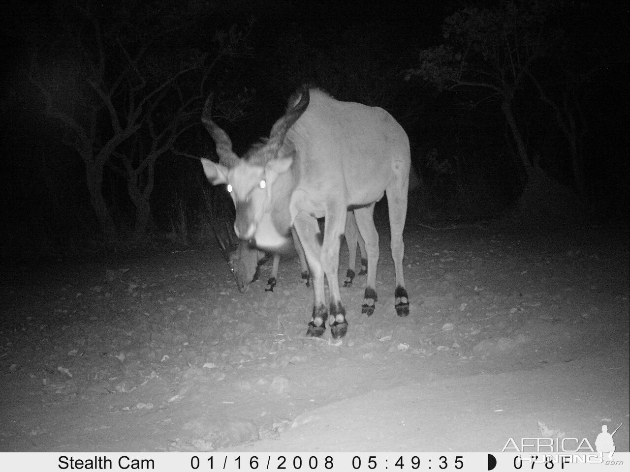 Giant Eland on Trail Camera