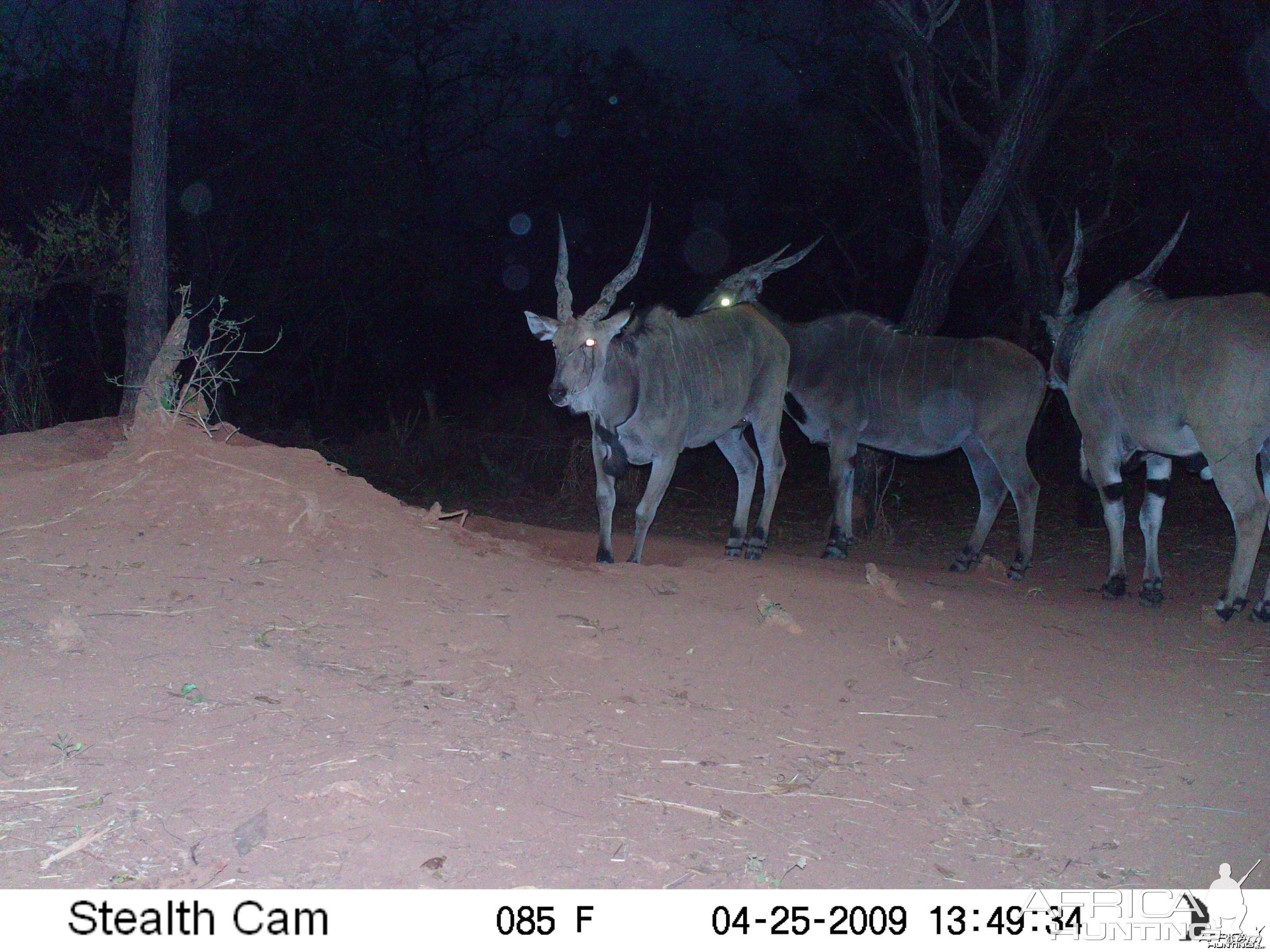 Giant Eland on Trail Camera