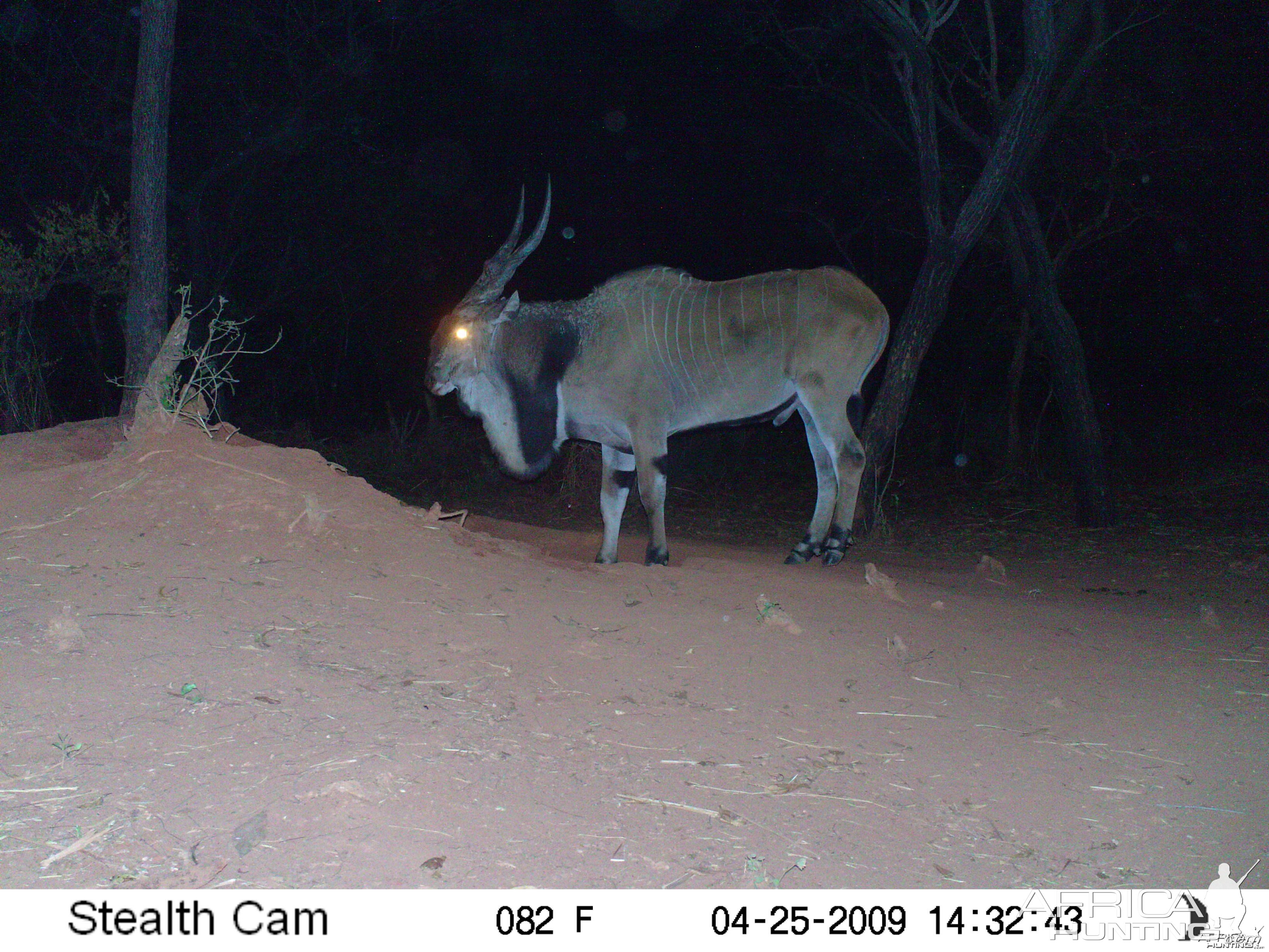 Giant Eland on Trail Camera