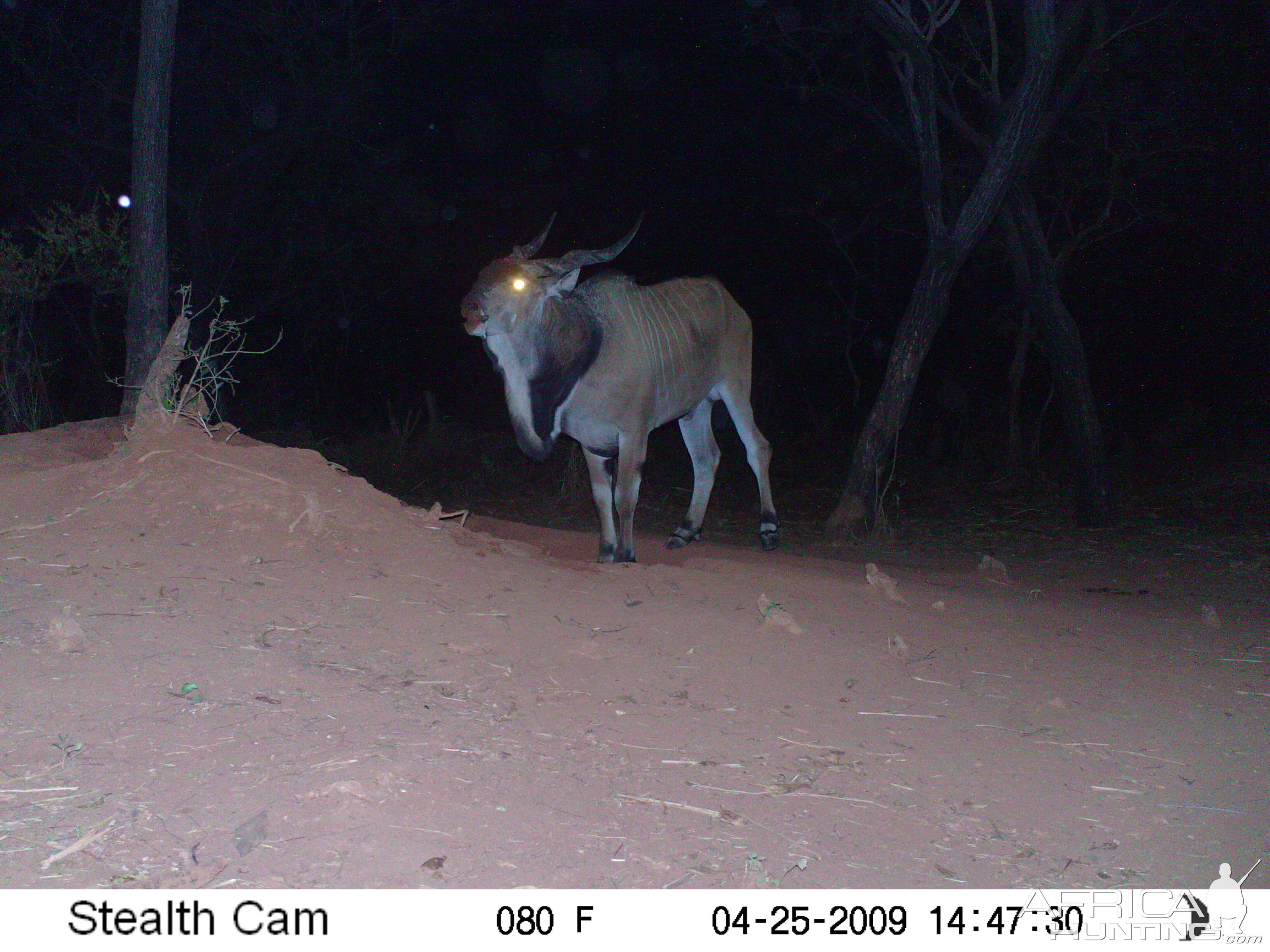 Giant Eland on Trail Camera