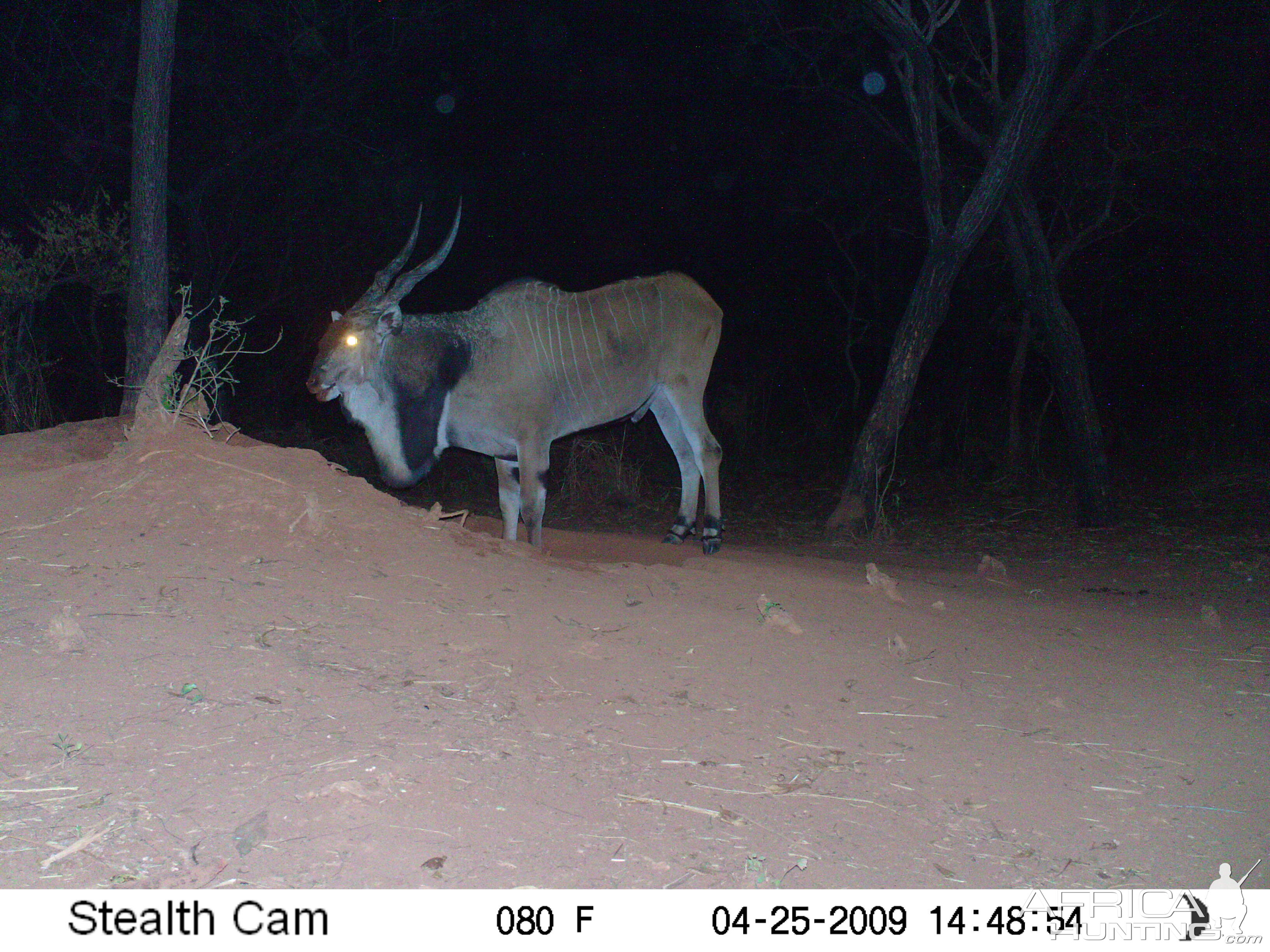 Giant Eland on Trail Camera