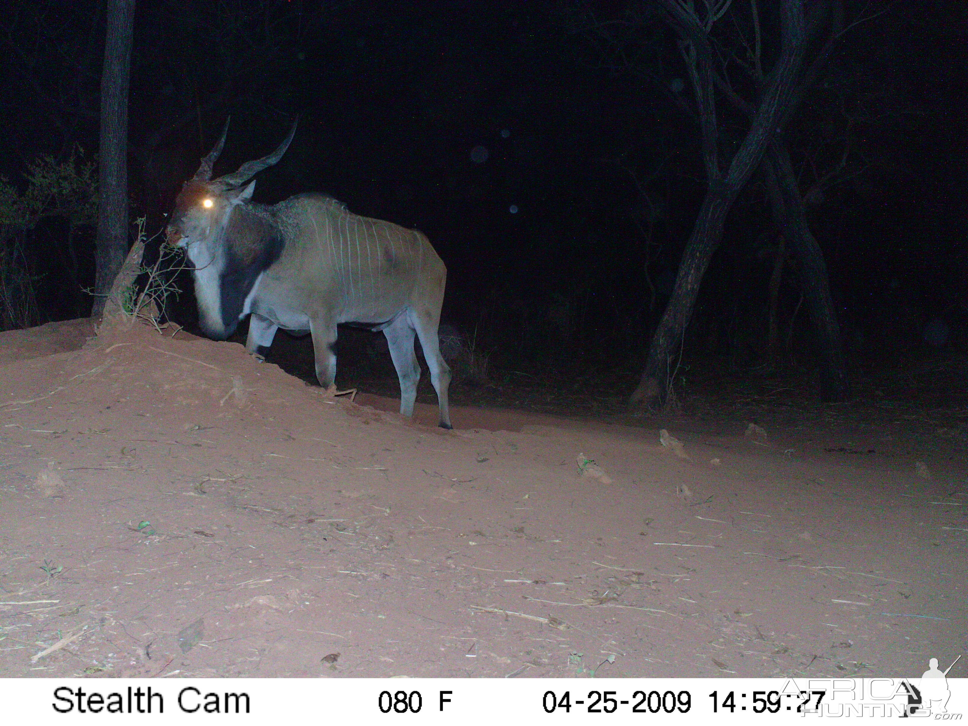 Giant Eland on Trail Camera